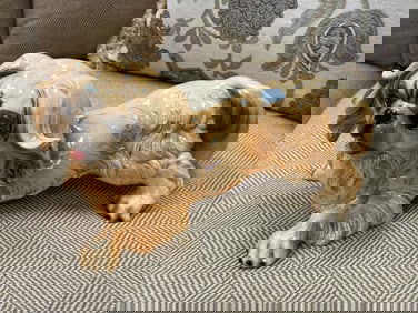 VTG Goebel Pekingese