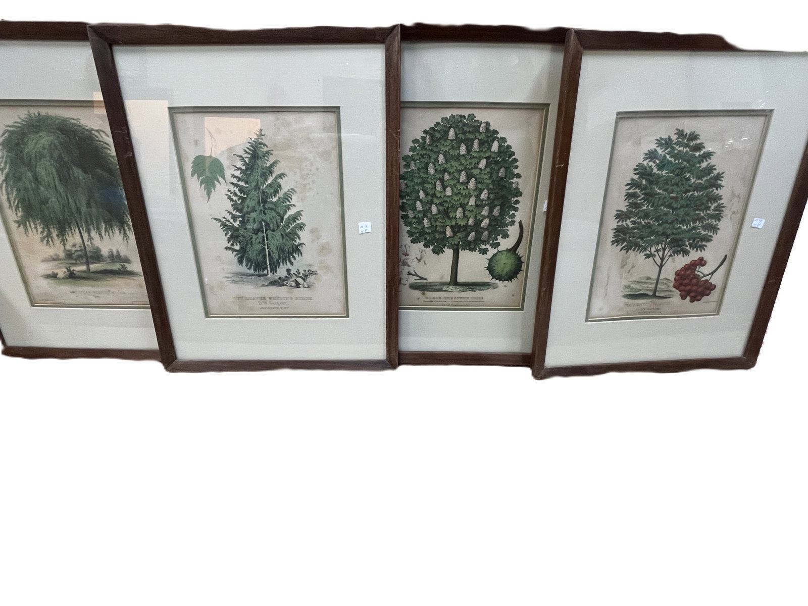 Set of Four Vintage Botanical Prints D.W. Sargent, Rochester NY 18.5x14.5: Group of four hand-colored lithographic botanical prints published by D.W.Sargent, Rochester,New?York, circa late 19th century. Each plate depicts a distinct tree species in detailed naturalistic styl
