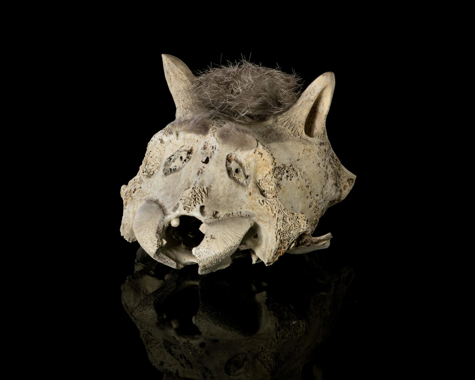 ISAAC PANIGAYAK, INUIT, Head of a Wolf, c. 1990: ISAAC PANIGAYAK (1950-) UQSUQTUUQ (GJOA HAVEN) Head of a Wolf, c. 1990 bone, fur, and teeth, 3.5 x 4 x 5 in (8.9 x 10.2 x 12.7 cm) signed, "ISAAC P/ ᐸᓂᒐᔭ." Provenance A Toron