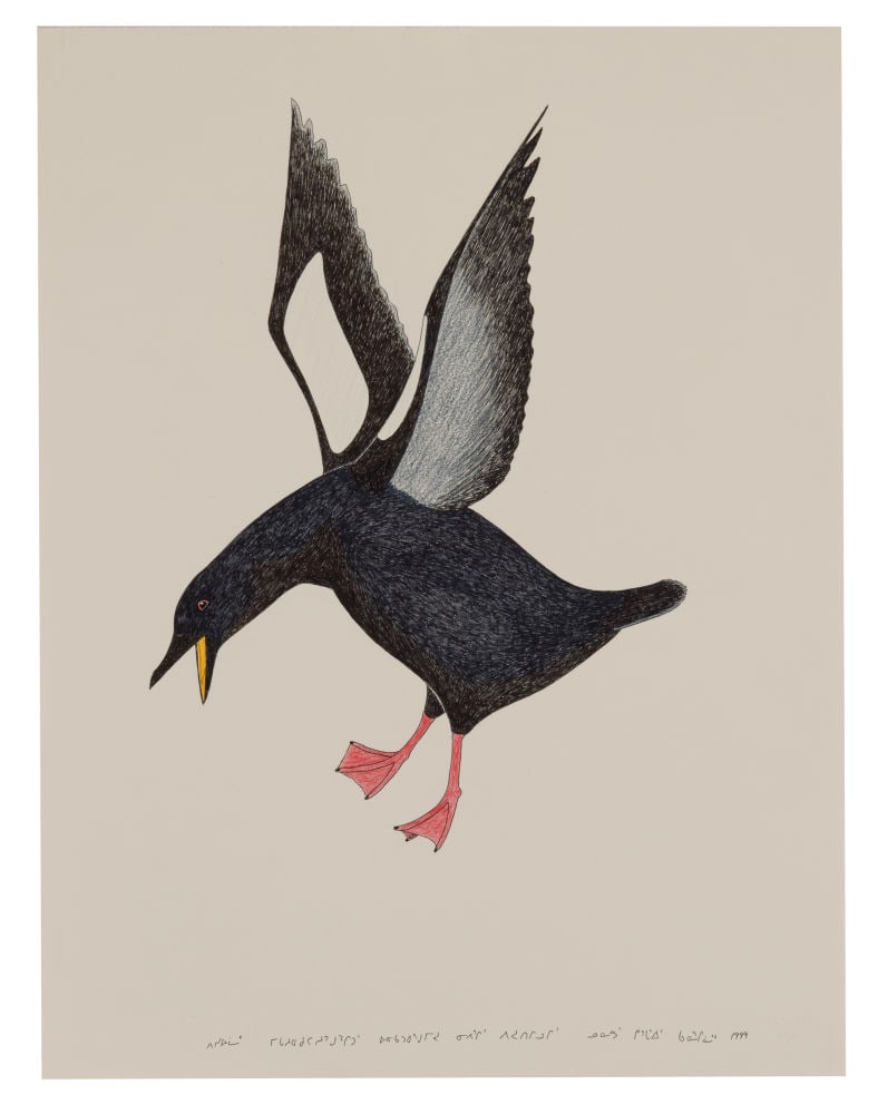 KANANGINAK POOTOOGOOK, INUIT, Sea Pigeon (Pitseolak), 1999: KANANGINAK POOTOOGOOK, R.C.A. (1935-2010) KINNGAIT (CAPE DORSET) Sea Pigeon (Pitseolak), 1999 felt tip and coloured pencil on heavy wove paper, 26 x 20 in (66 x 50.8 cm) titled, "ᐱᓯᐅ