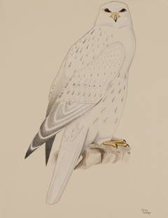 JOHNNY POOTOOGOOK, INUIT, Vigilant Falcon, 1992/93: JOHNNY POOTOOGOOK (1970-) KINNGAIT (CAPE DORSET) Vigilant Falcon, 1992/93 graphite and coloured pencil on paper, 26 x 20 in (66 x 50.8 cm) signed, "Johnny / Pootoogoo". Provenance Private Collection.