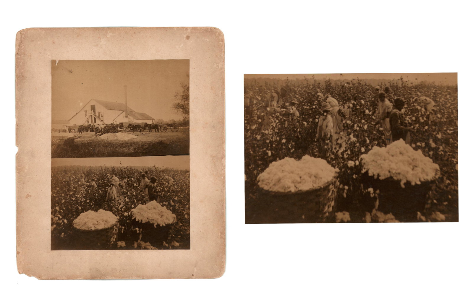c. 1890 Cotton Plantation, (2) Views  (1 of 2)
