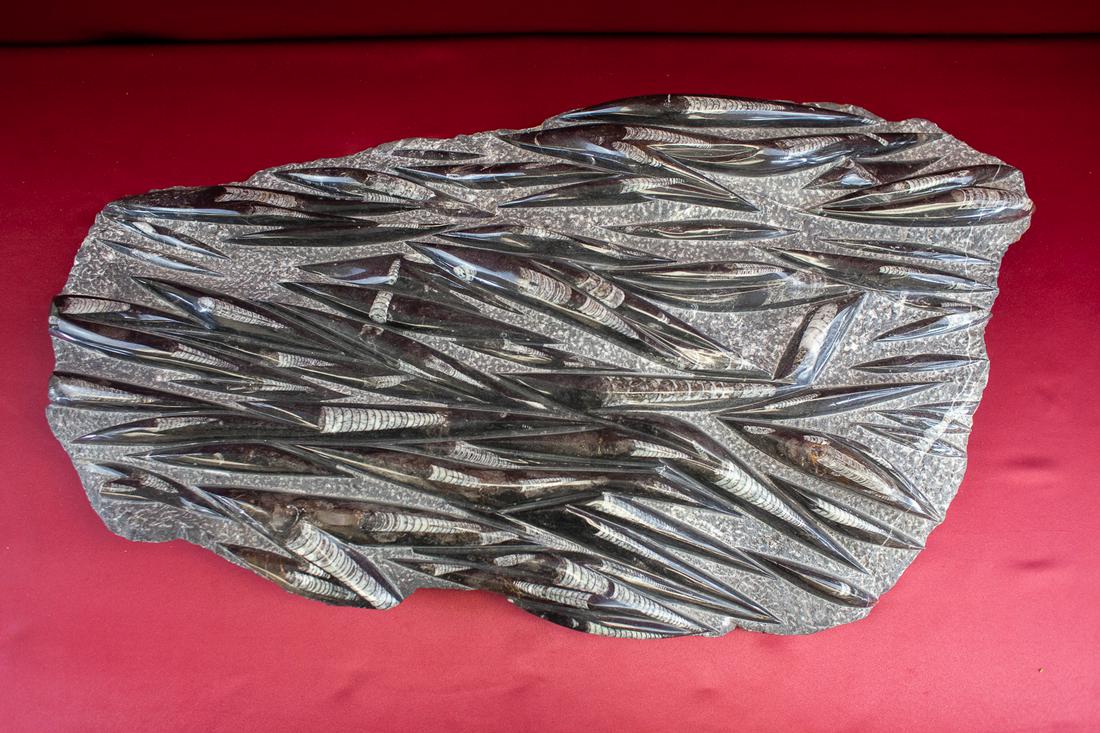 Large Natural Fossil (1 of 5)