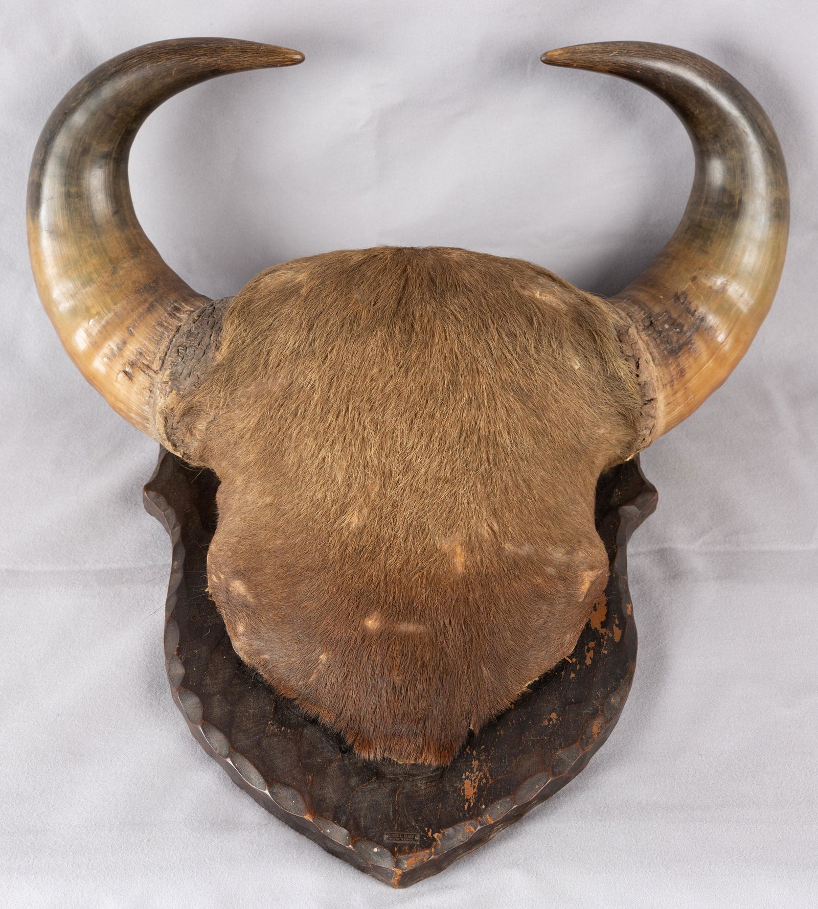 James L. Clark Horn Trophy Mount (1 of 5)