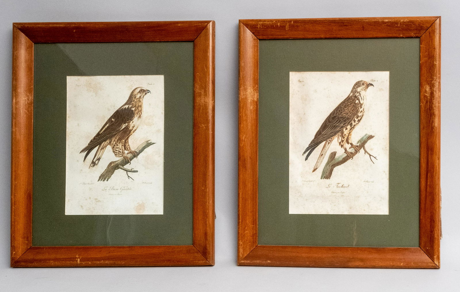 Pair of C. Fessard Ornithological Engravings (1 of 9)