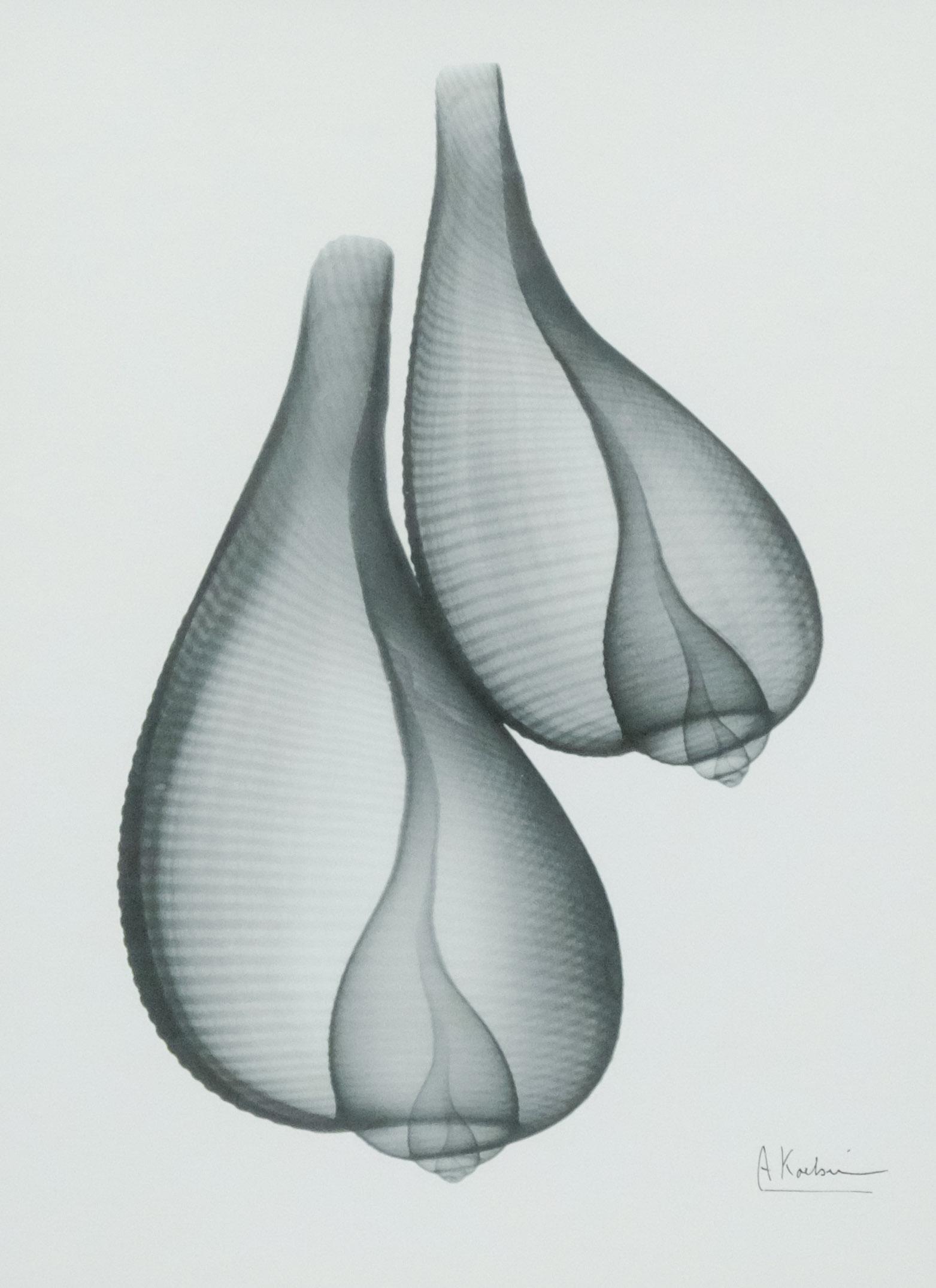Albert Koetsier, "Untitled" X-Ray Photograph: Albert Koetsier, (Netherlands), X-Ray photograph of shells, signed l.r. "A. Koetsier" 11 1/2" x 15 1/2" sight, 17 3/4" x 21 3/4" framed.