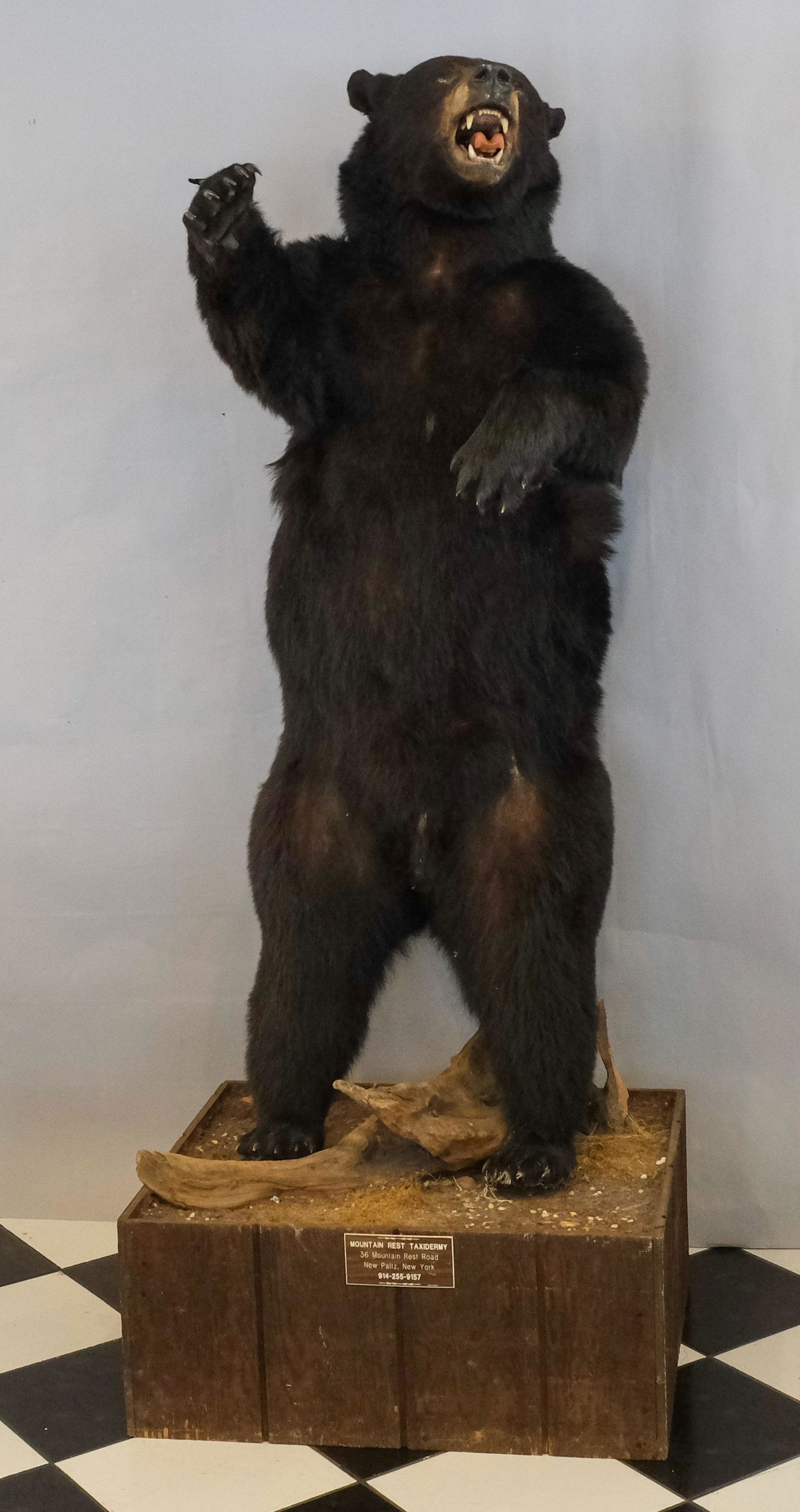 Competition Trophy Mount - Taxidermy Black Bear (1 of 10)