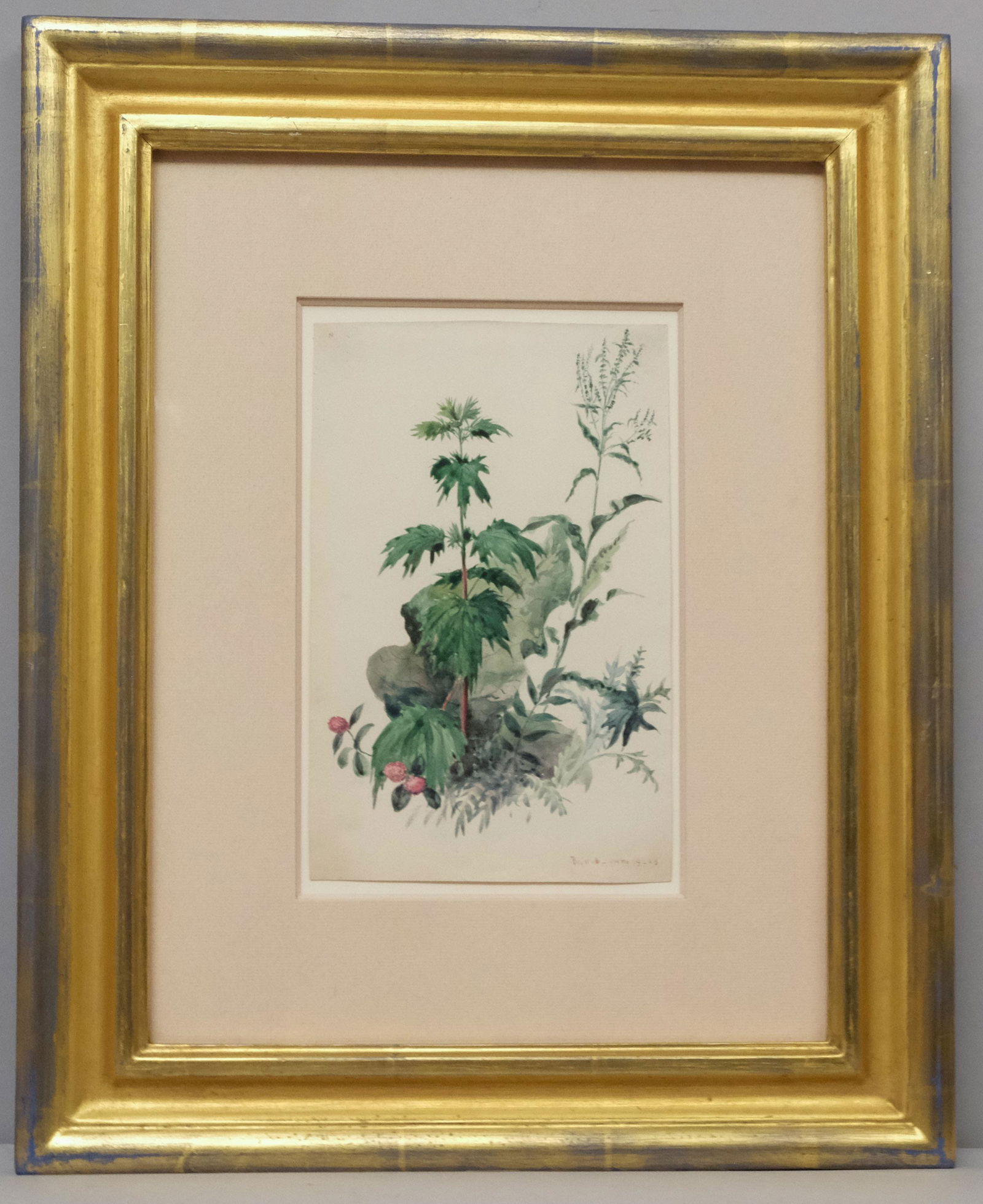 Charles De Wolf Brownell, Plants of Bristol (1 of 7)