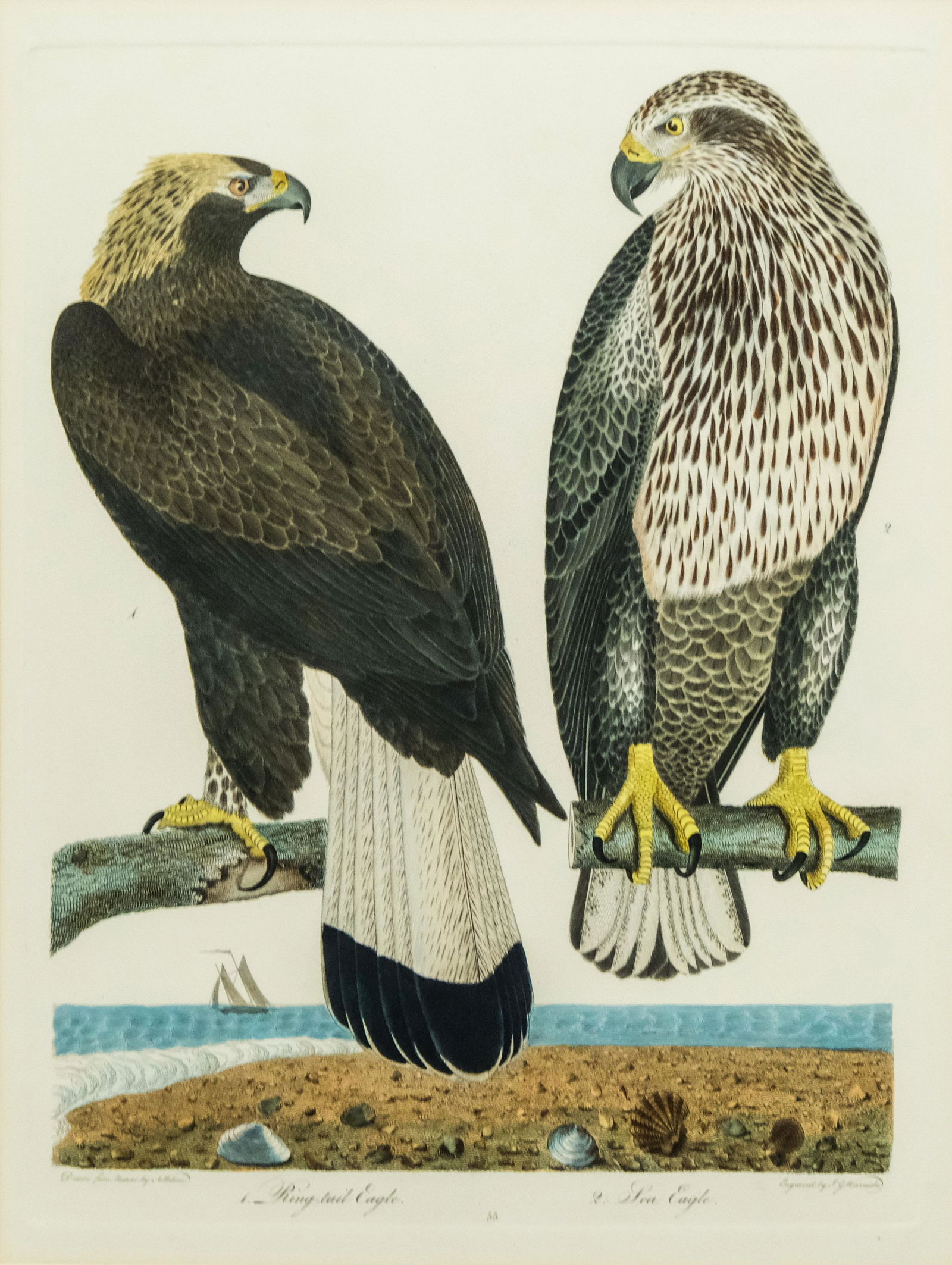 Alexander Wilson, Two Eagles (1 of 7)