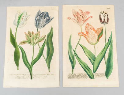 Pair of Hand Colored Botanical Prints C.1730's: After Johann Wilhelm Weinmann, depicting tulips. Hand Colored with watercolor and ink. 9 3/4" x 15".