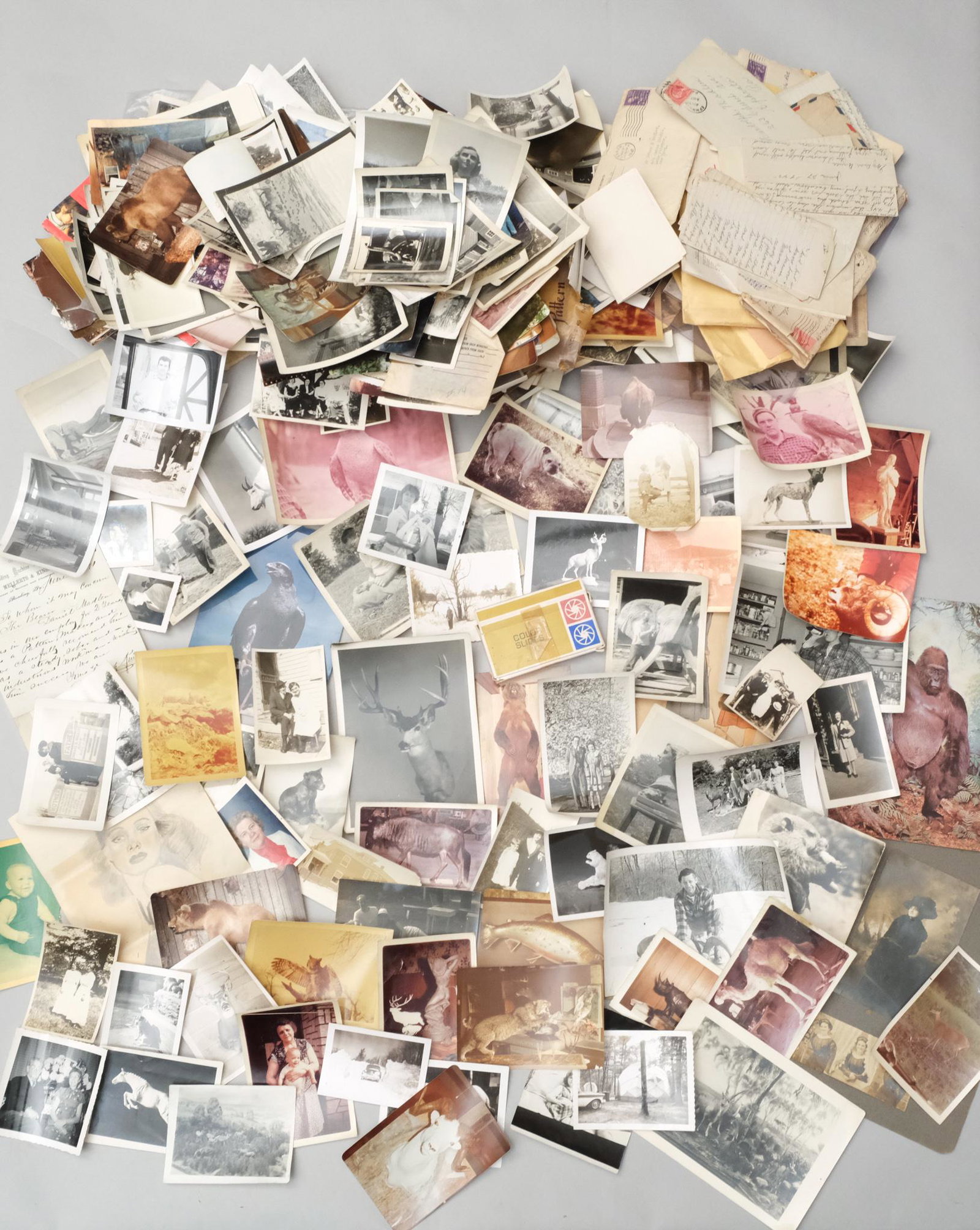 Large Lot of Ephemera from Louis Paul Jonas Studios: Large collection of photographs, postcards and personal correspondence from Louis Paul Jonas, one of the most famous and talented animaliers of the last century. Provenance: From the artist's estate.