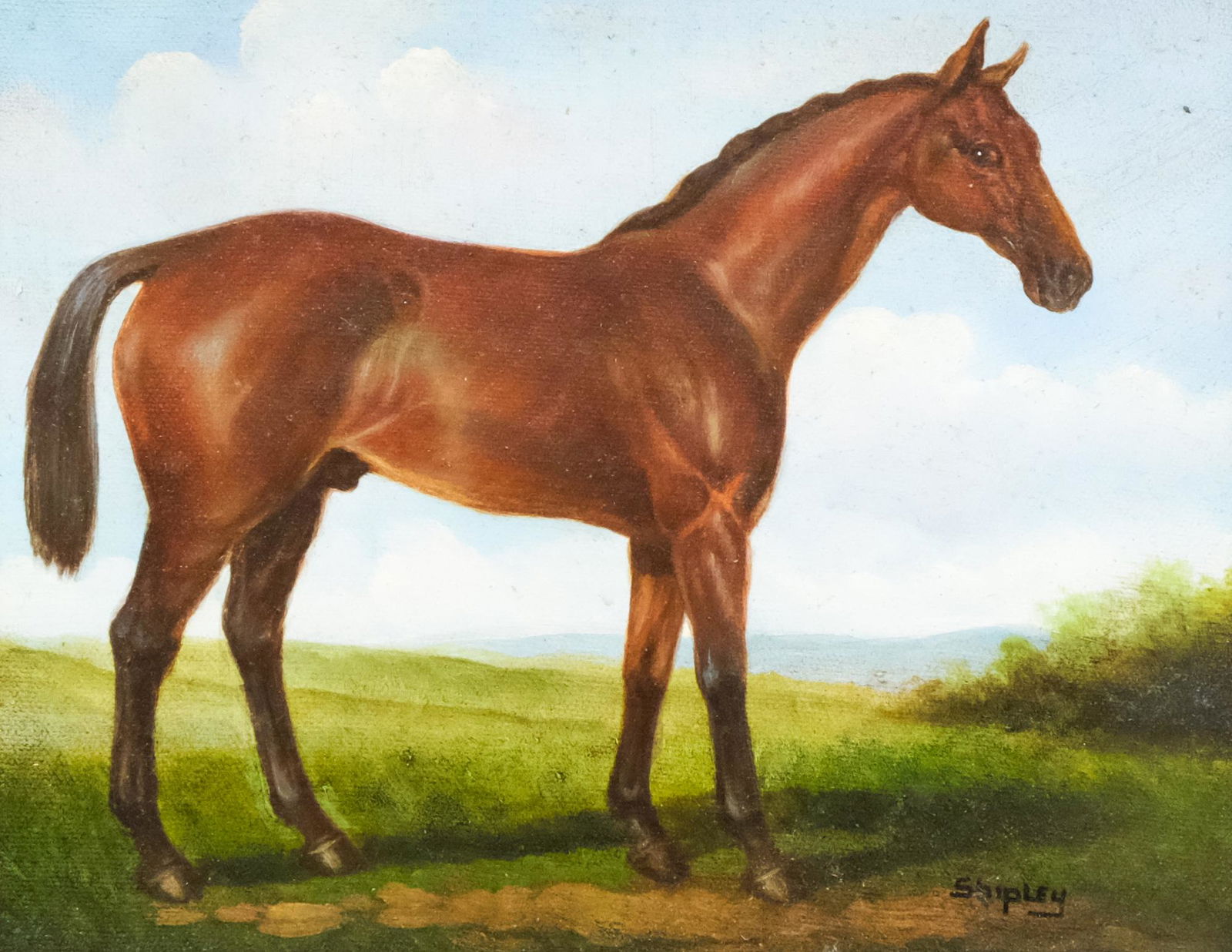 Shipley, Portrait of Bay Horse (1 of 6)