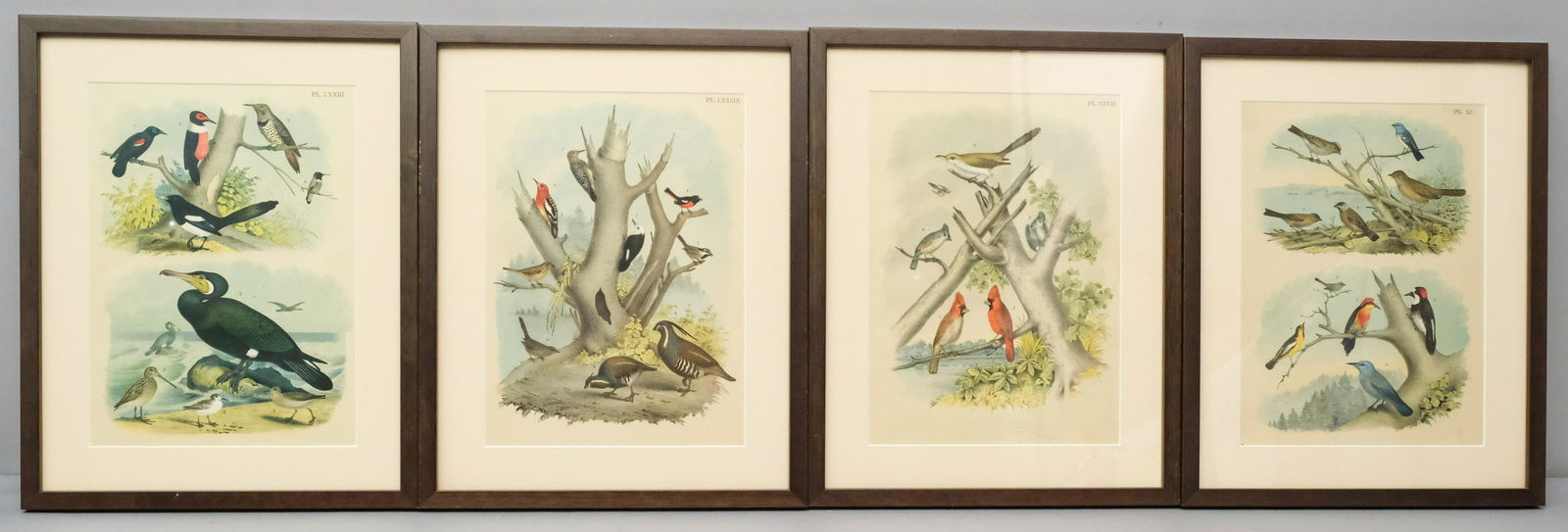 Group of four Avian Chromolithographs (1 of 6)