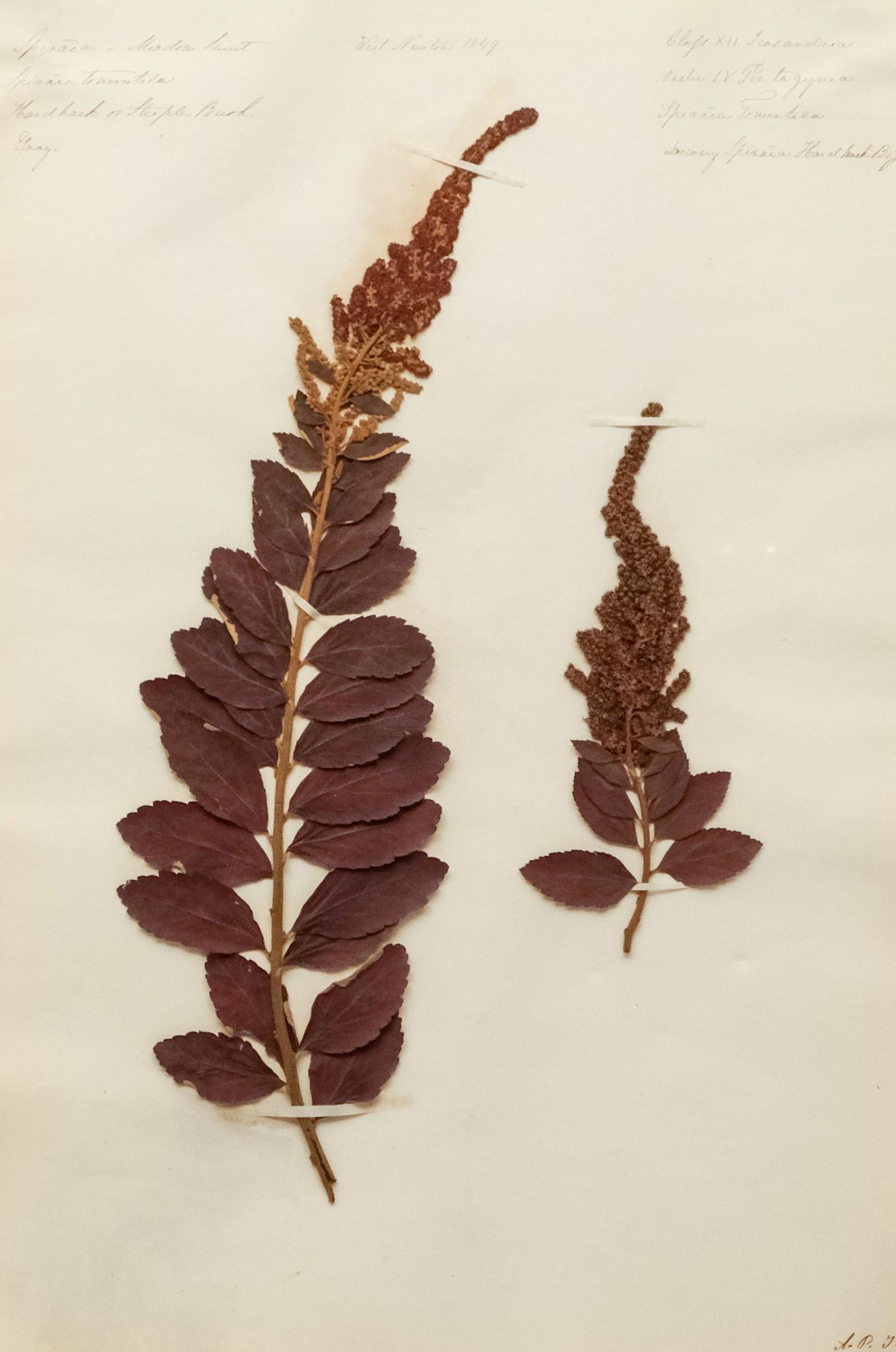 19th Century Framed Pressed Botanical Specimens (1 of 6)