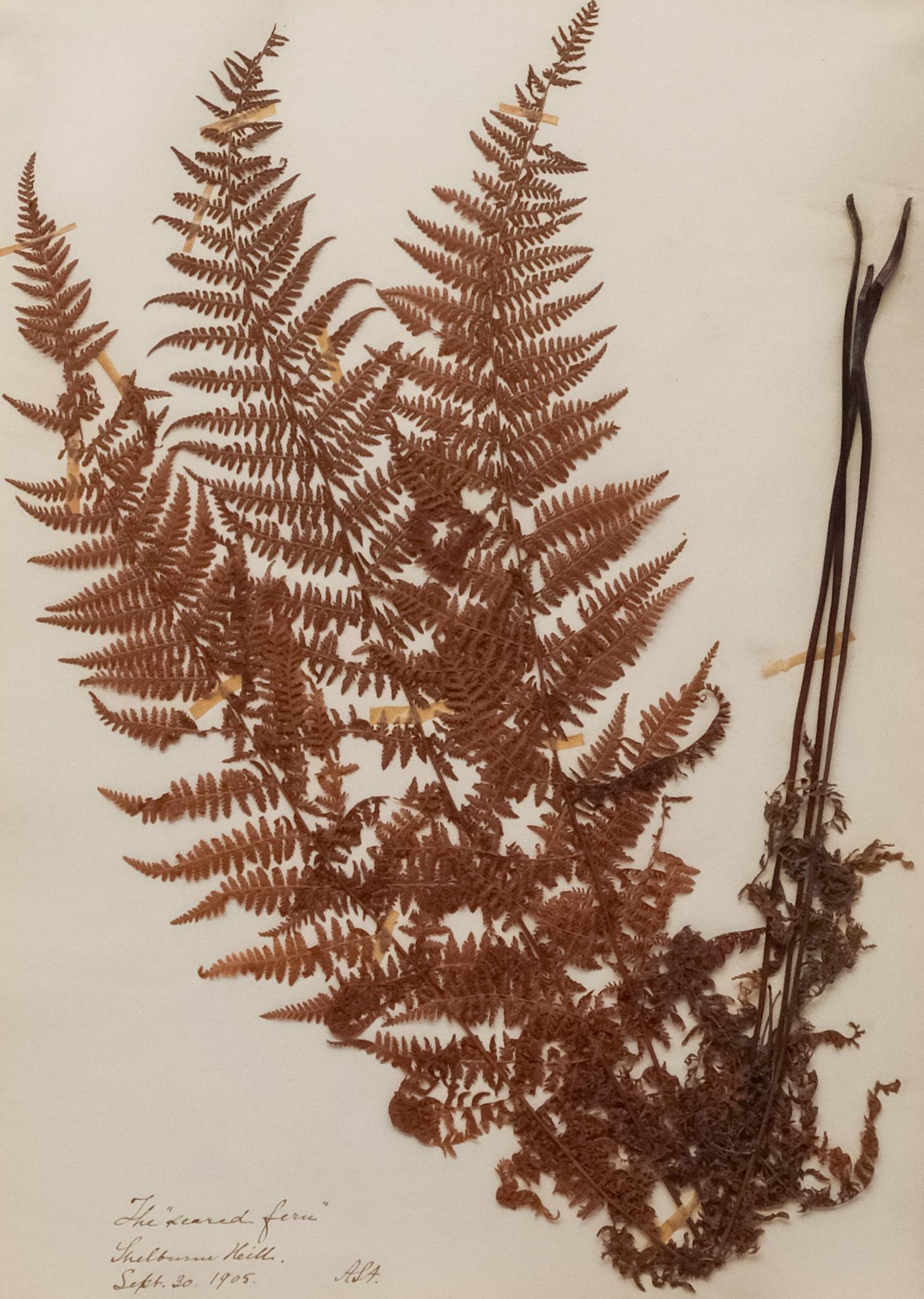 19th Century Framed Pressed Botanical Specimens (1 of 6)