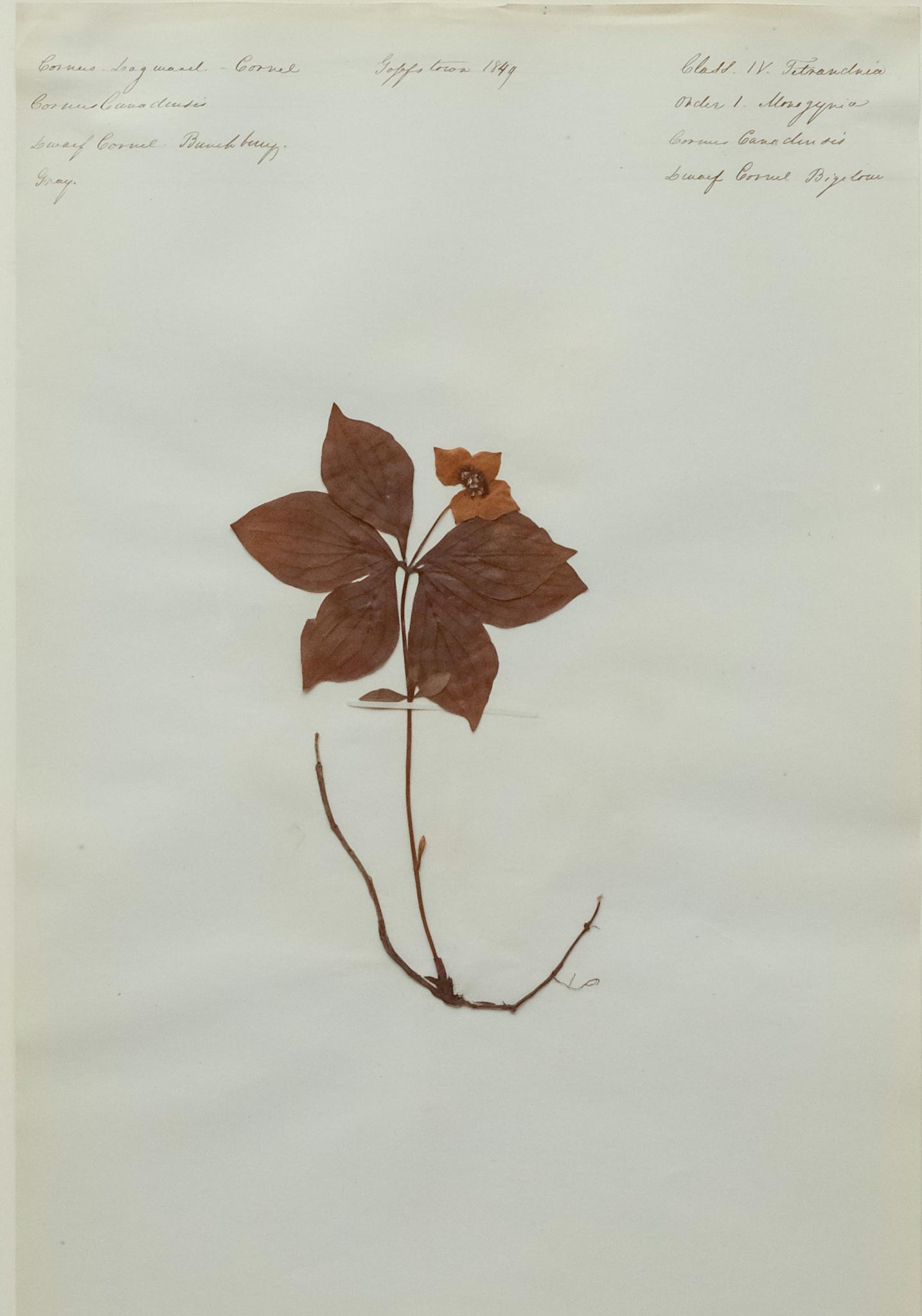 19th Century Framed Pressed Botanical Specimens (1 of 7)