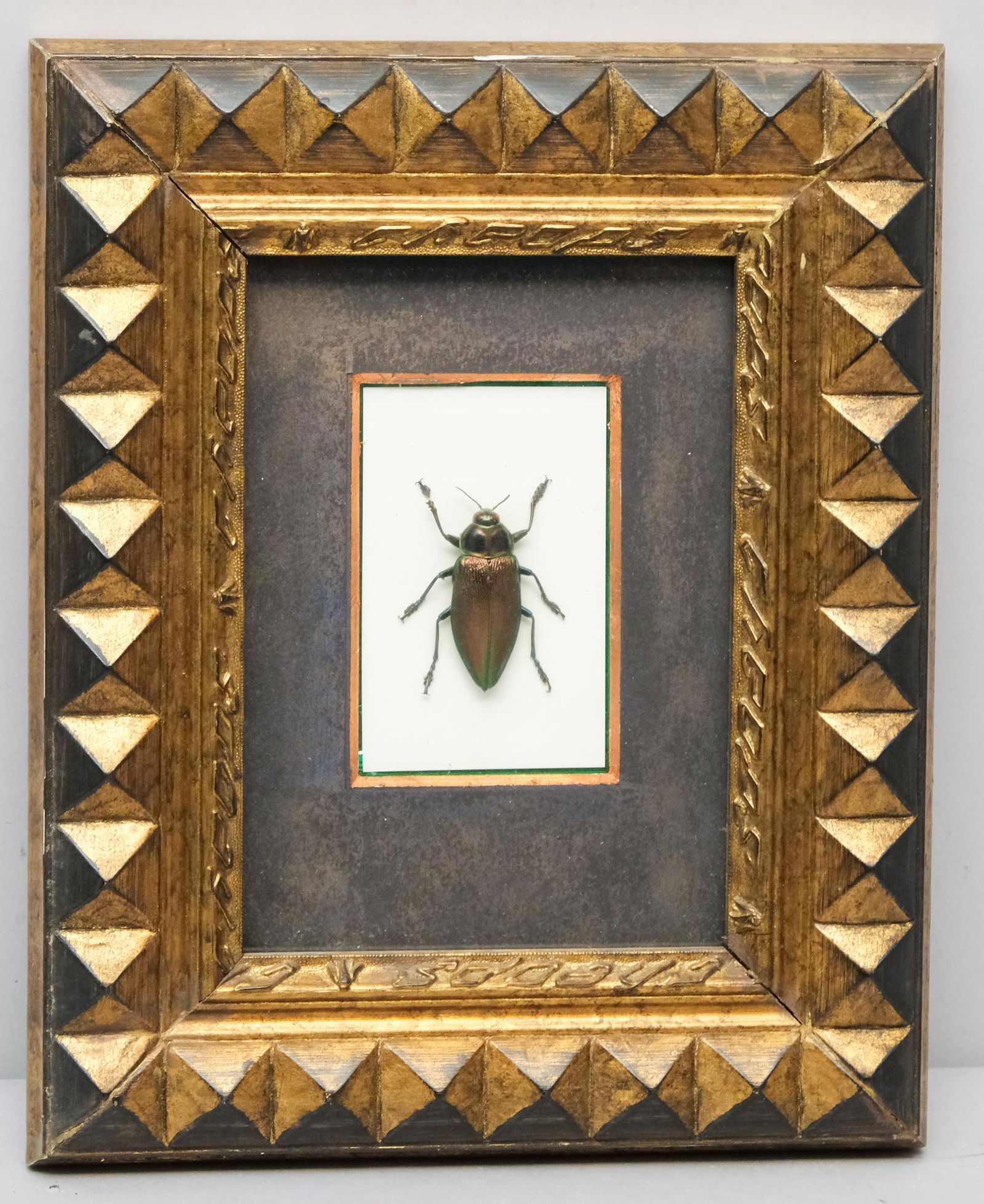 Box Framed Euchroma Gigantea Male Beetle (1 of 8)