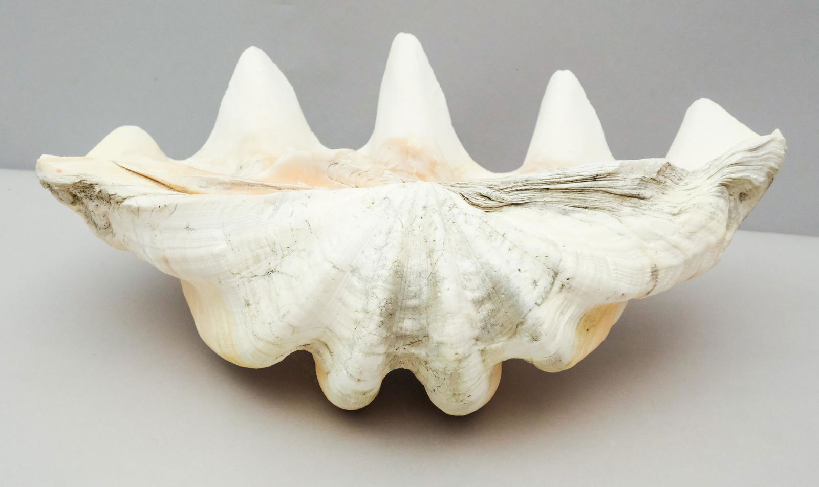 Genuine Natural Giant Clam Shell (1 of 10)