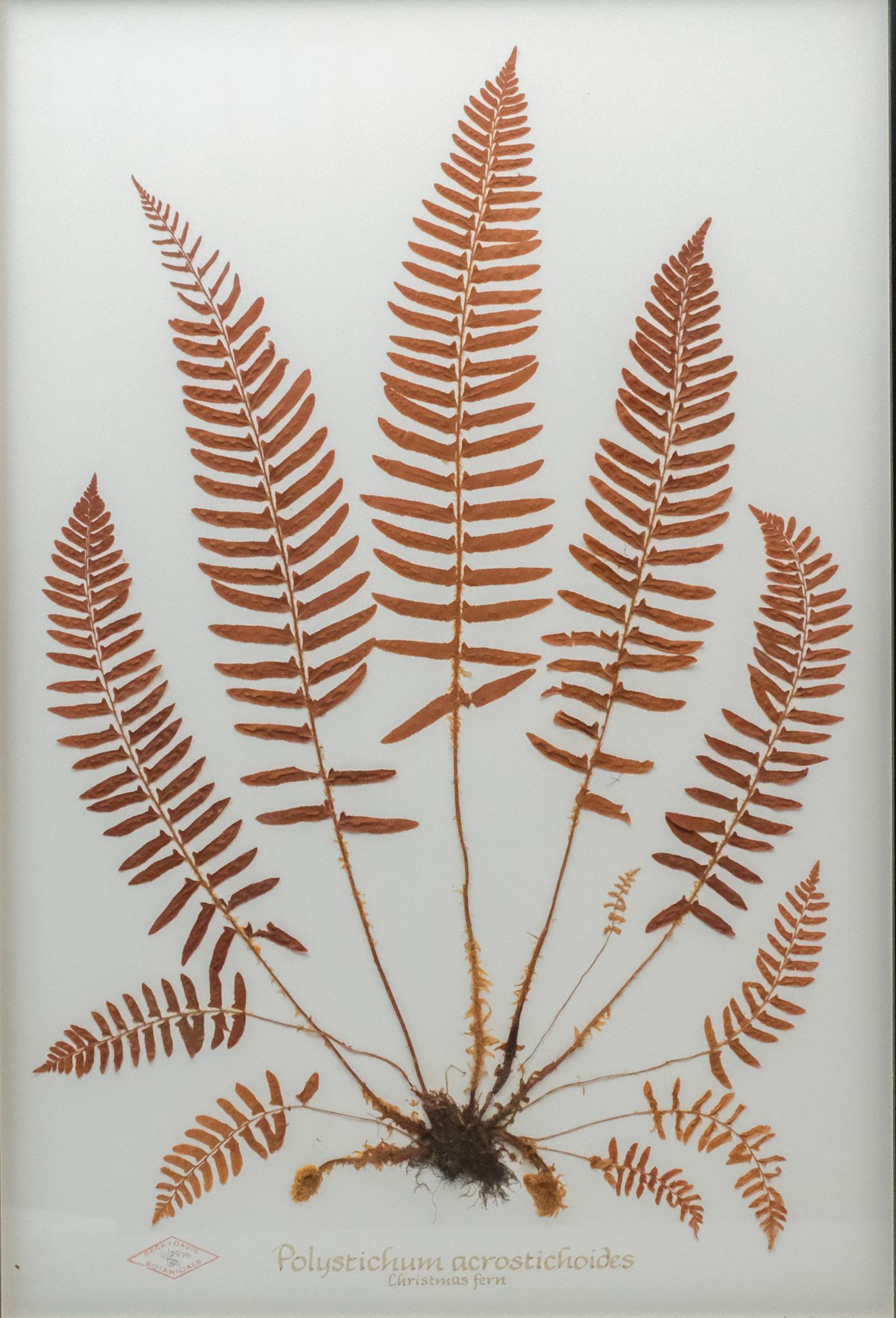 Becky Davis, Pressed & Framed Botanical (1 of 6)