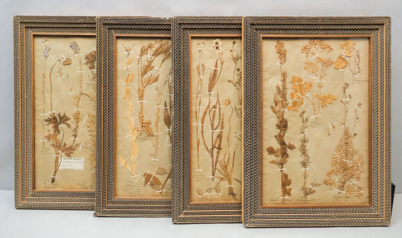 Four Antique Framed Pressed Botanicals (1 of 6)