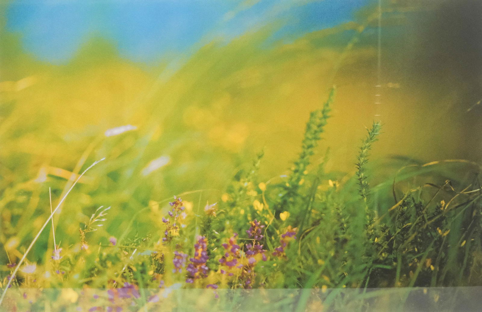 Kit DeFever, Field of Lavender (1 of 7)