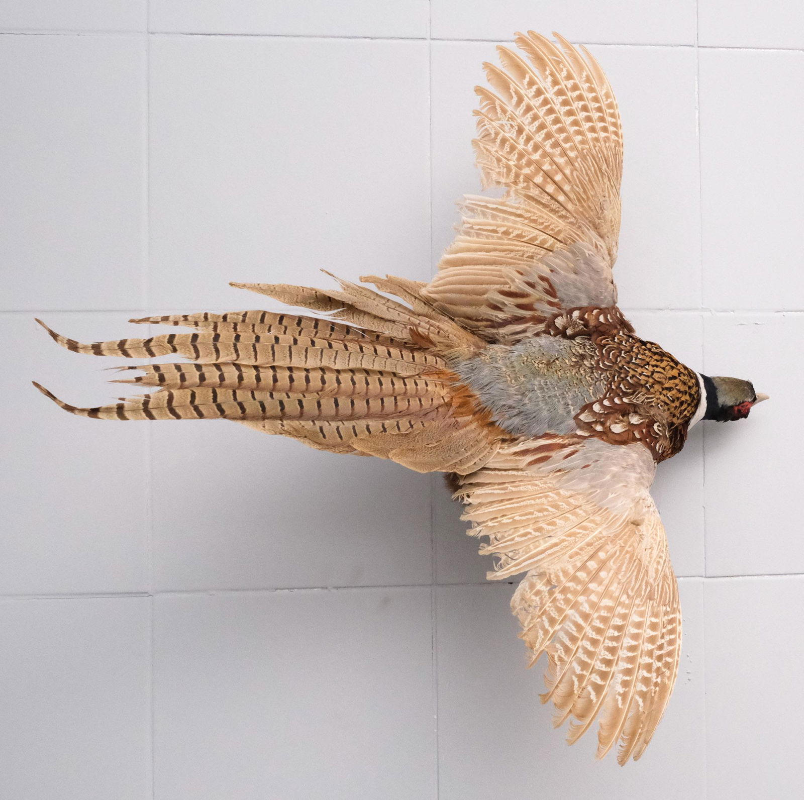 Ring-Necked Pheasant Taxidermy Mount (1 of 11)