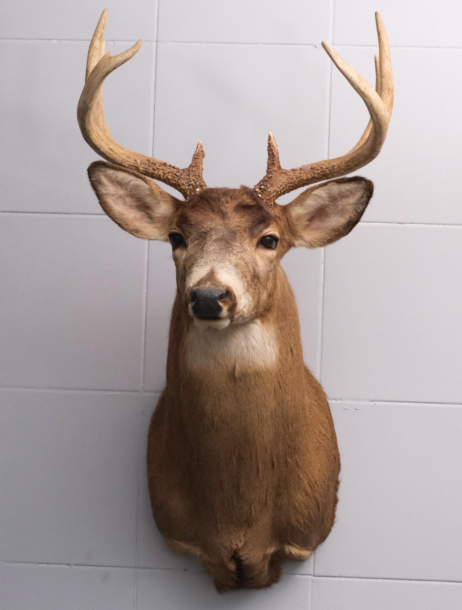 Whitetail Deer 8-Point Taxidermy Mount (1 of 9)