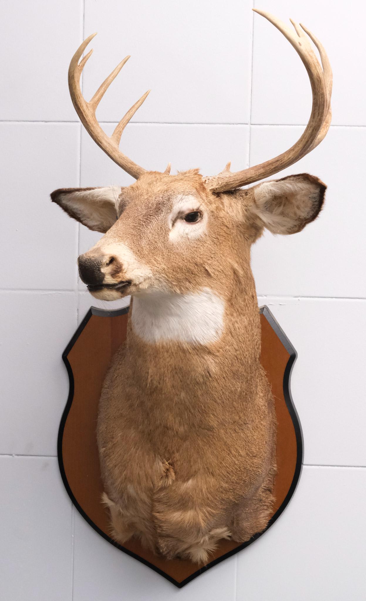 10-Point Taxidermy Deer Mount: Classically posed on wood plaque mount. 19" x 43".