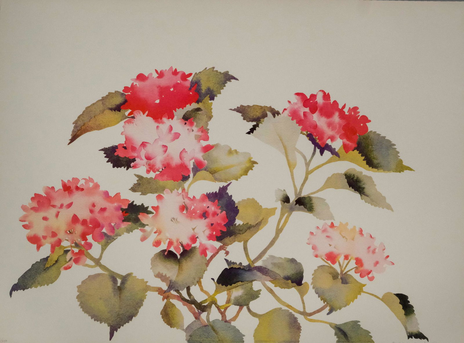 Susan Headley Van Campen, Red Geraniums (1 of 4)