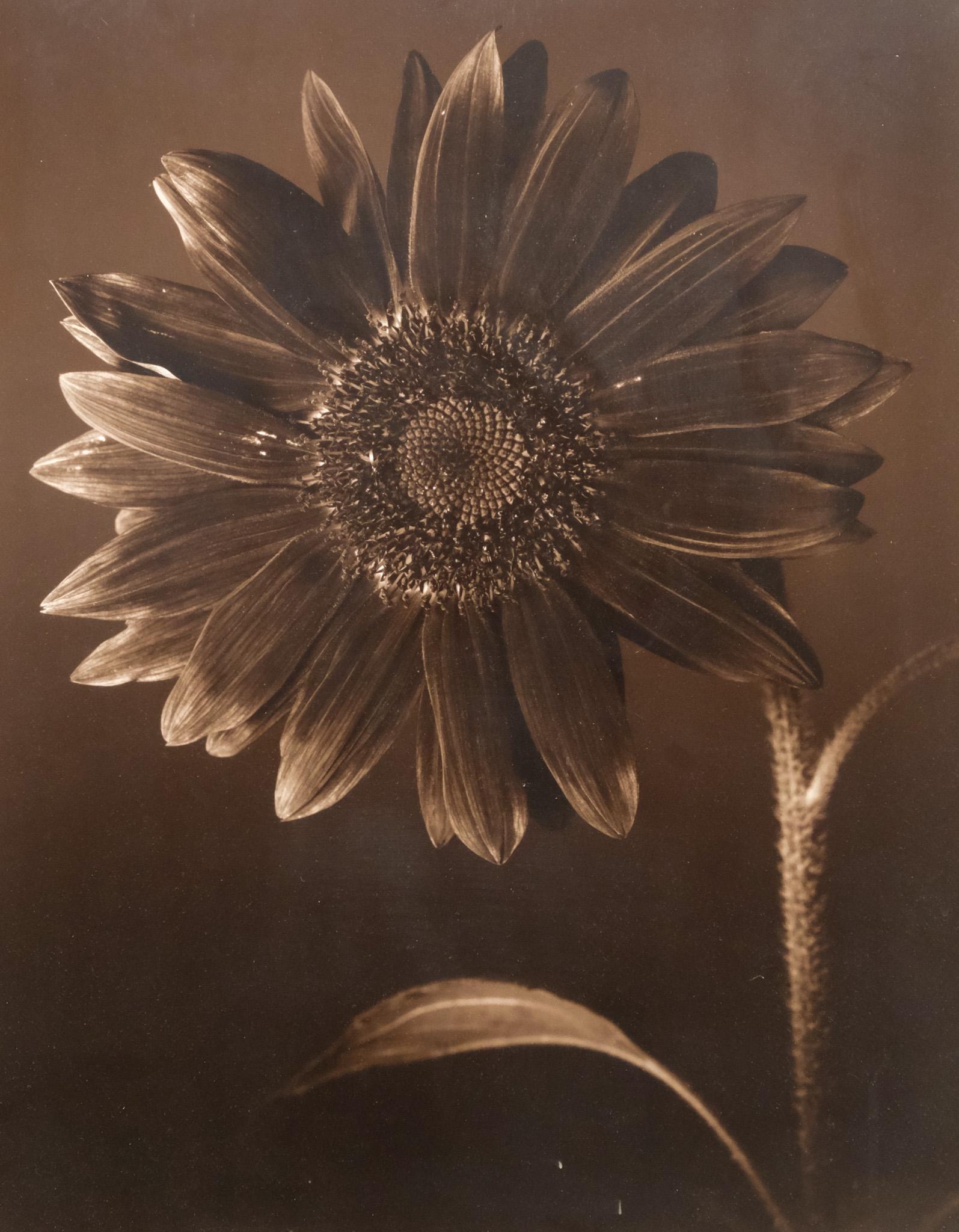 Stefan Findel, Flower Photo (1 of 5)