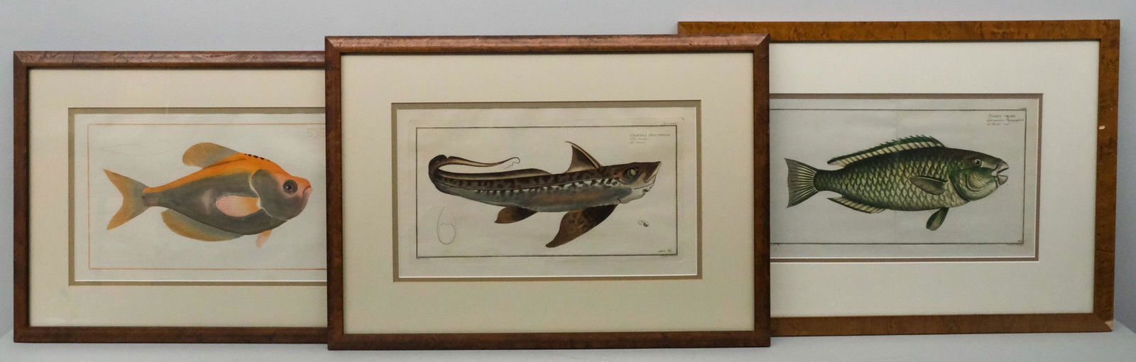 Set of 3 Ludwig Schmidt Fish Engravings (1 of 8)