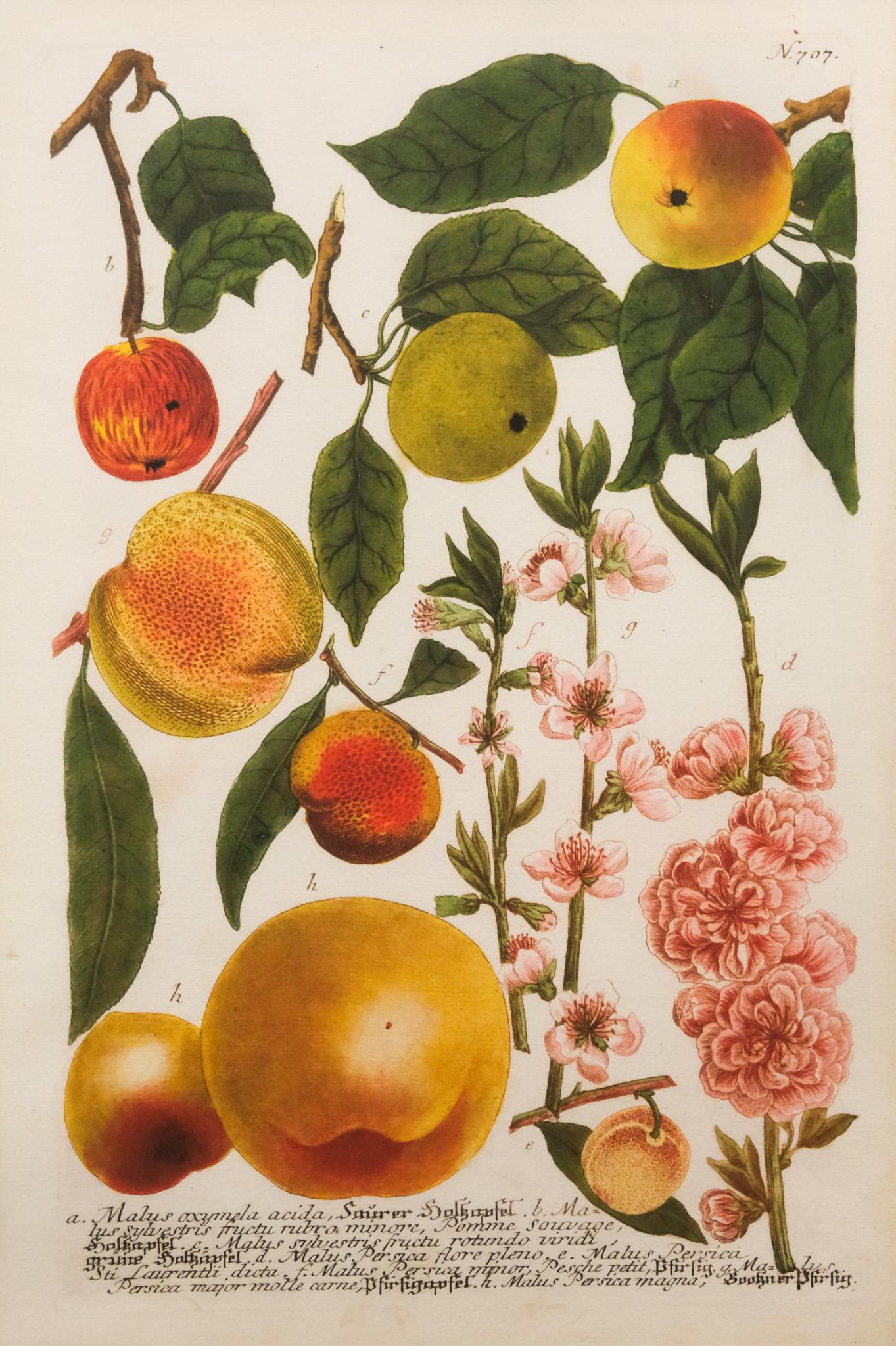 After Johann Weinmann, "Apples I" (1 of 4)