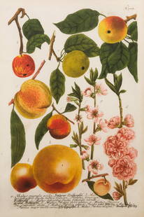 After Johann Weinmann, "Apples I": After Johann Wilhelm Weinmann (German, 1683-1741), 20th century lithograph on paper of various apples, with Soicher Marin tag verso, housed in custom frame, 14" x 21" sheet size, 25 1/2" x 32 1/2"