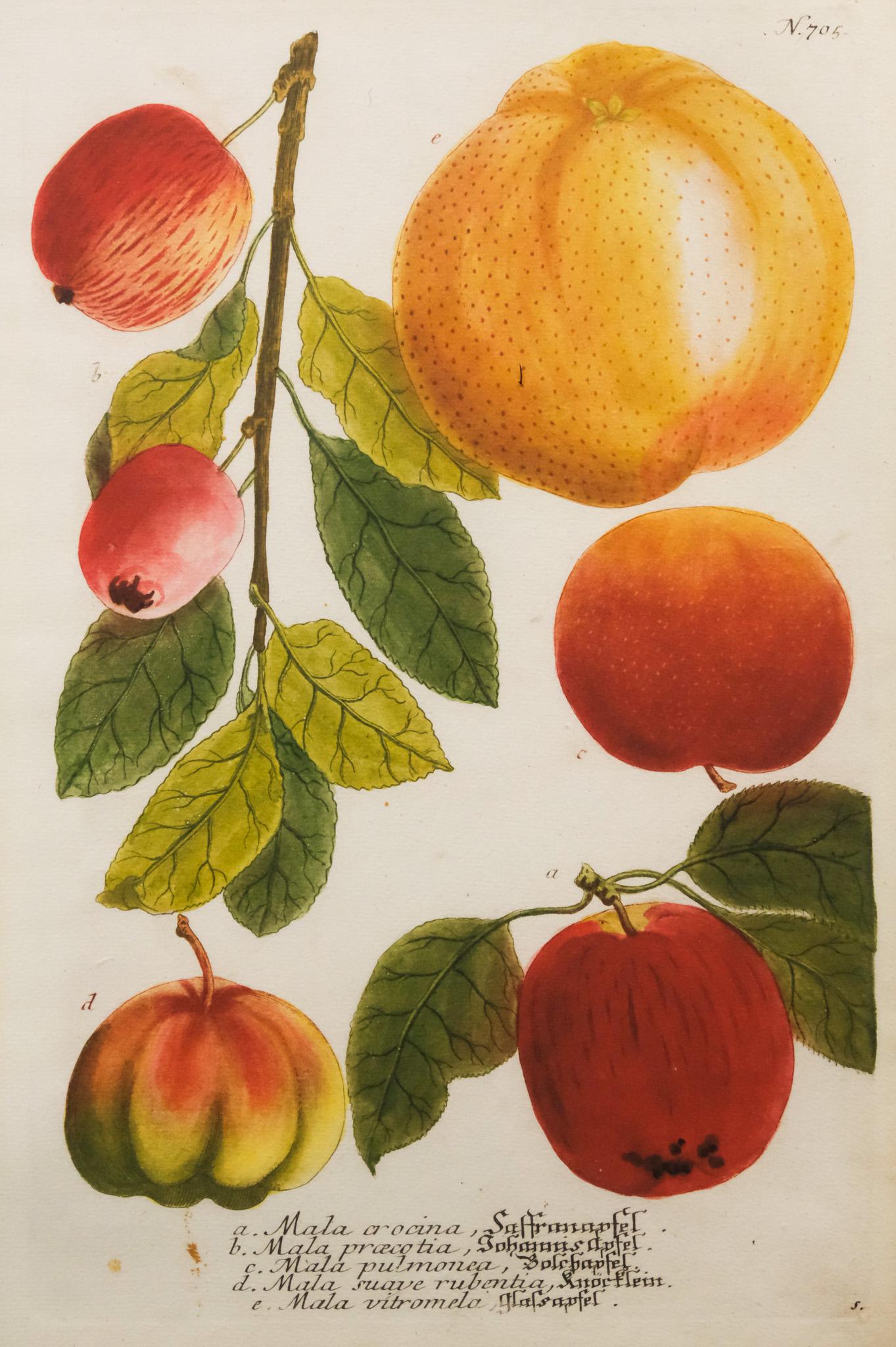 After Johann Weinmann, "Apples II" (1 of 4)