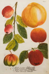 After Johann Weinmann, "Apples II": After Johann Wilhelm Weinmann (German, 1683-1741), 20th century lithograph on paper of various apples, with Soicher Marin tag verso, housed in custom frame, 14" x 20 1/2" sheet size, 25 1/2" x 32