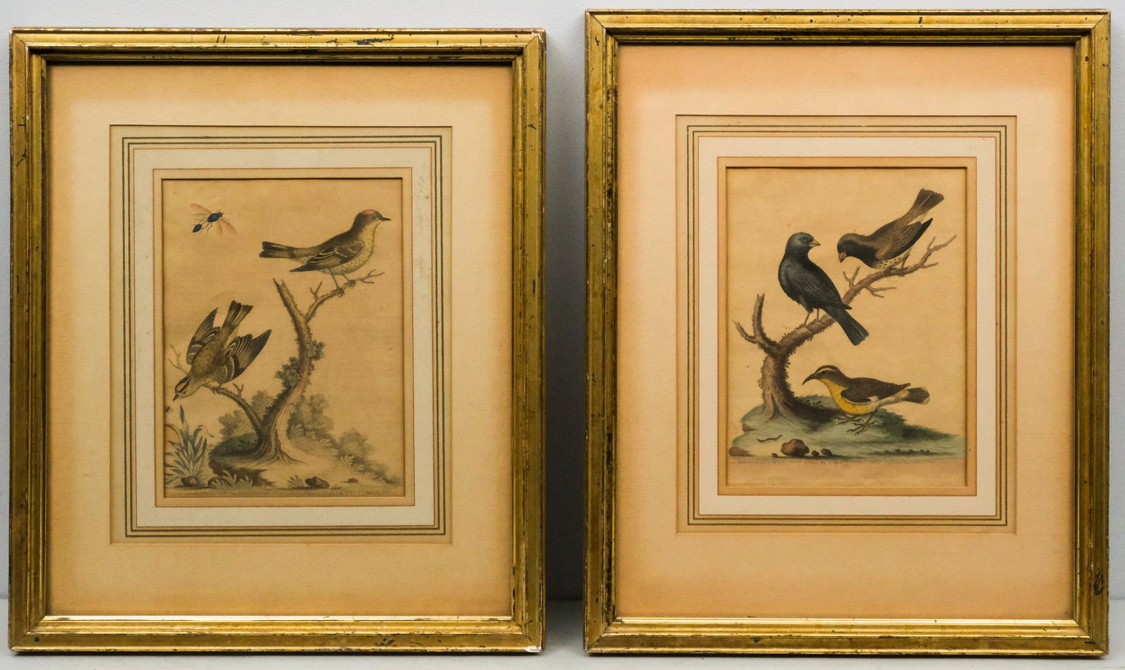 Lot of Two George Edwards Bird Prints (1 of 7)