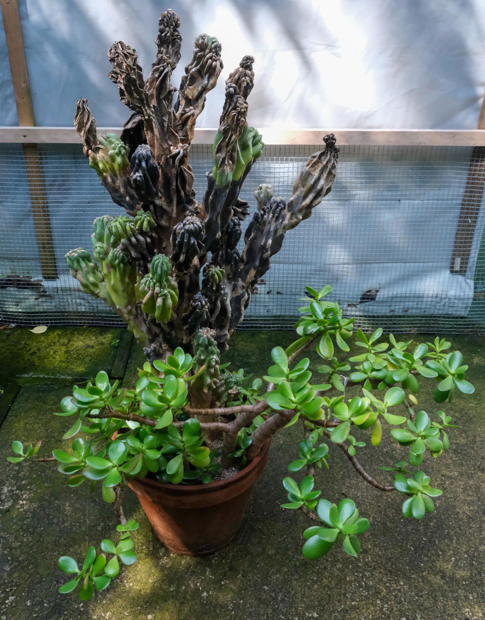 Jade & Myrtillocactus Geometrizan Plants (1 of 3)