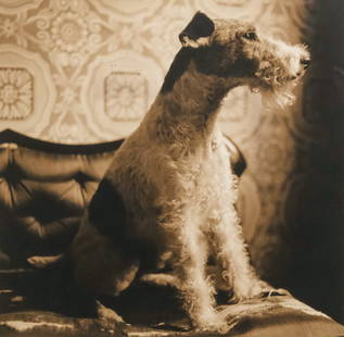 American School, Photograph of a Fox Terrier: American, 20th century sepia-toned photographic print of a seated fox terrier, titled "George" verso, 10 1/2" x 10 1/2" sheet size, 13 3/4" x 13 3/4" framed.