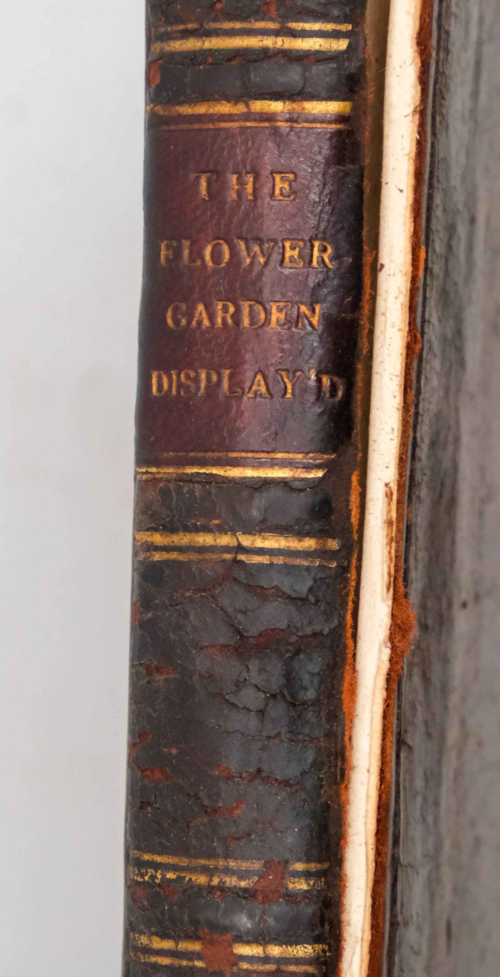 "The Flower Garden Display'd 2nd Edition", 1734 (1 of 9)