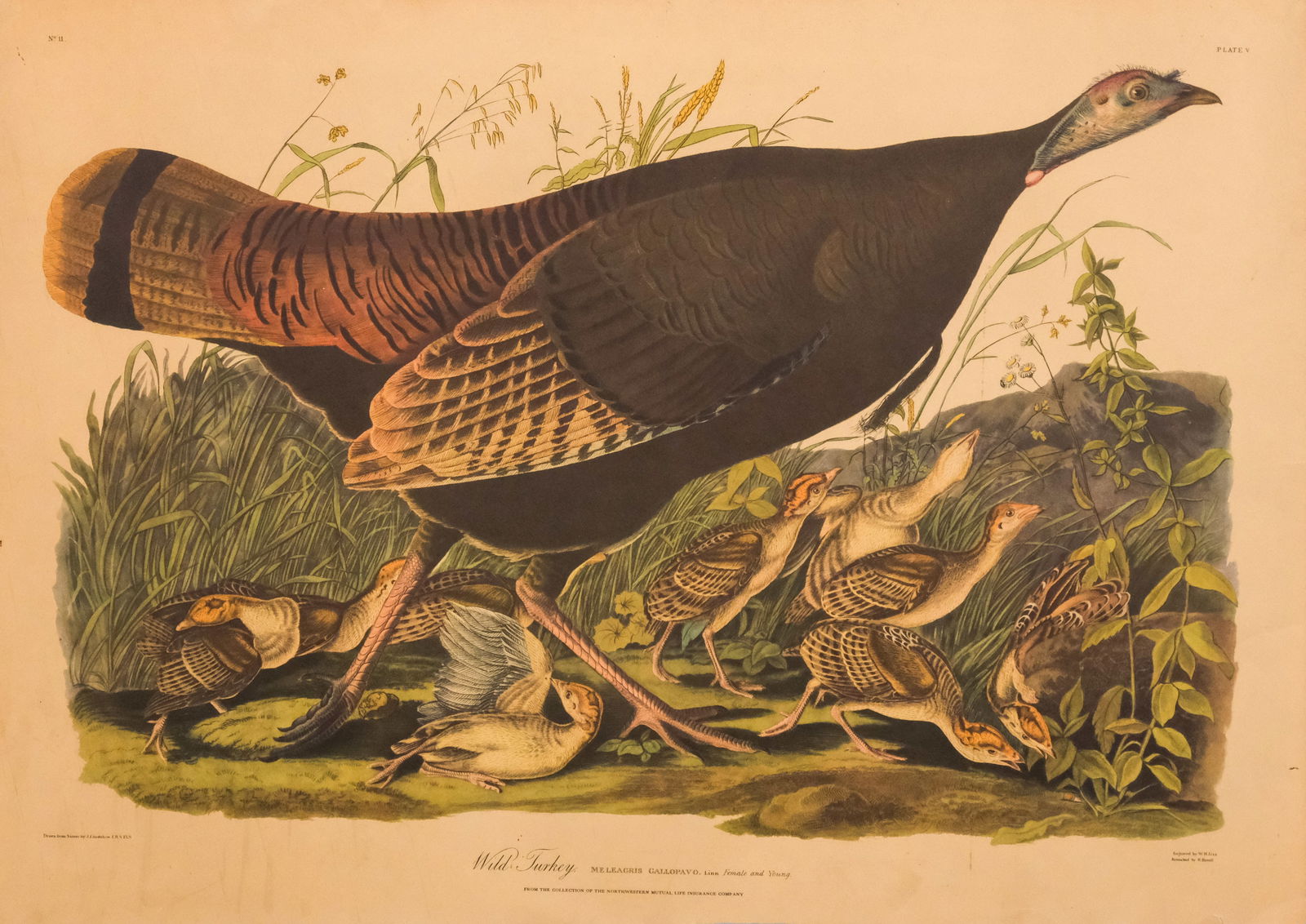 After John James Audubon, "Wild Turkey" (1 of 4)