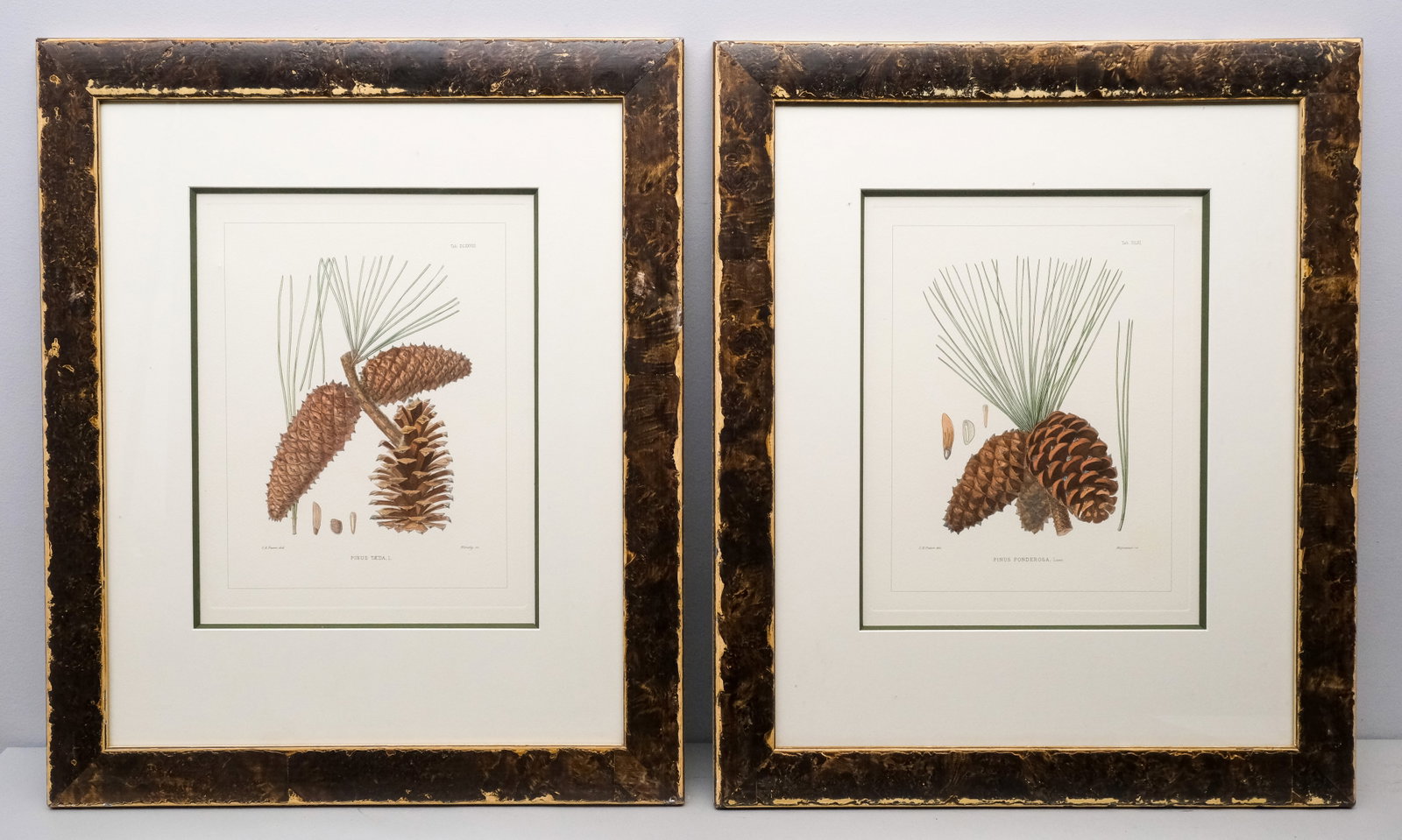 After Charles Edward Faxon, Pinecones: Charles Edward Faxon (American, 1845-1918), two 20th century lithographs depicting pinecones, 11 3/4" x 9" image size, 24 1/2" x 20 1/2" framed.
