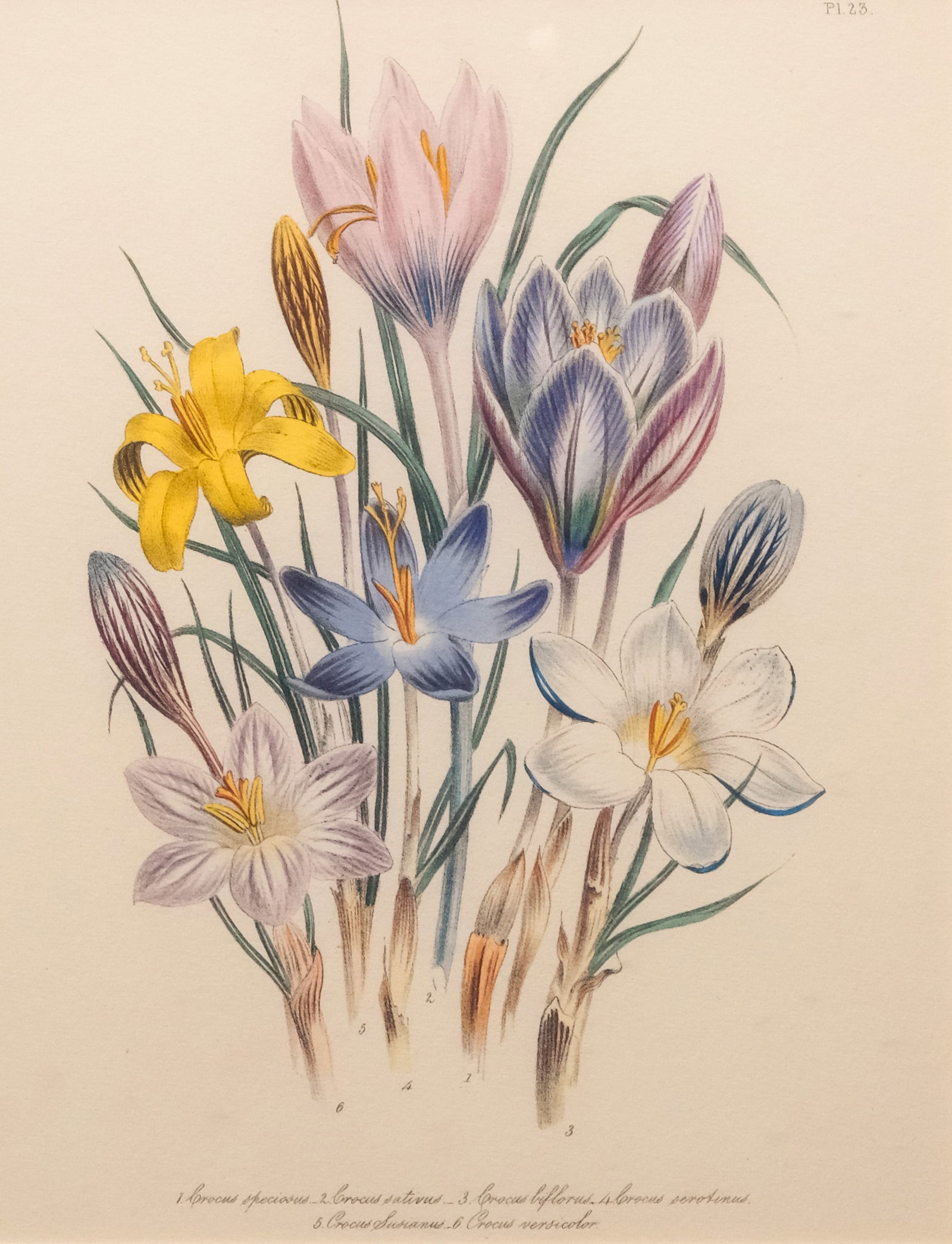 After Jane Wells Loudon, Crocus Botanical Print: After Jane Wells Loudon (British, 1807-1858), 20th century copy of a botanical print depicting a selection of crocuses, 12" x 9 1/4" sight size, 19 1/4" x 16 1/2" framed.