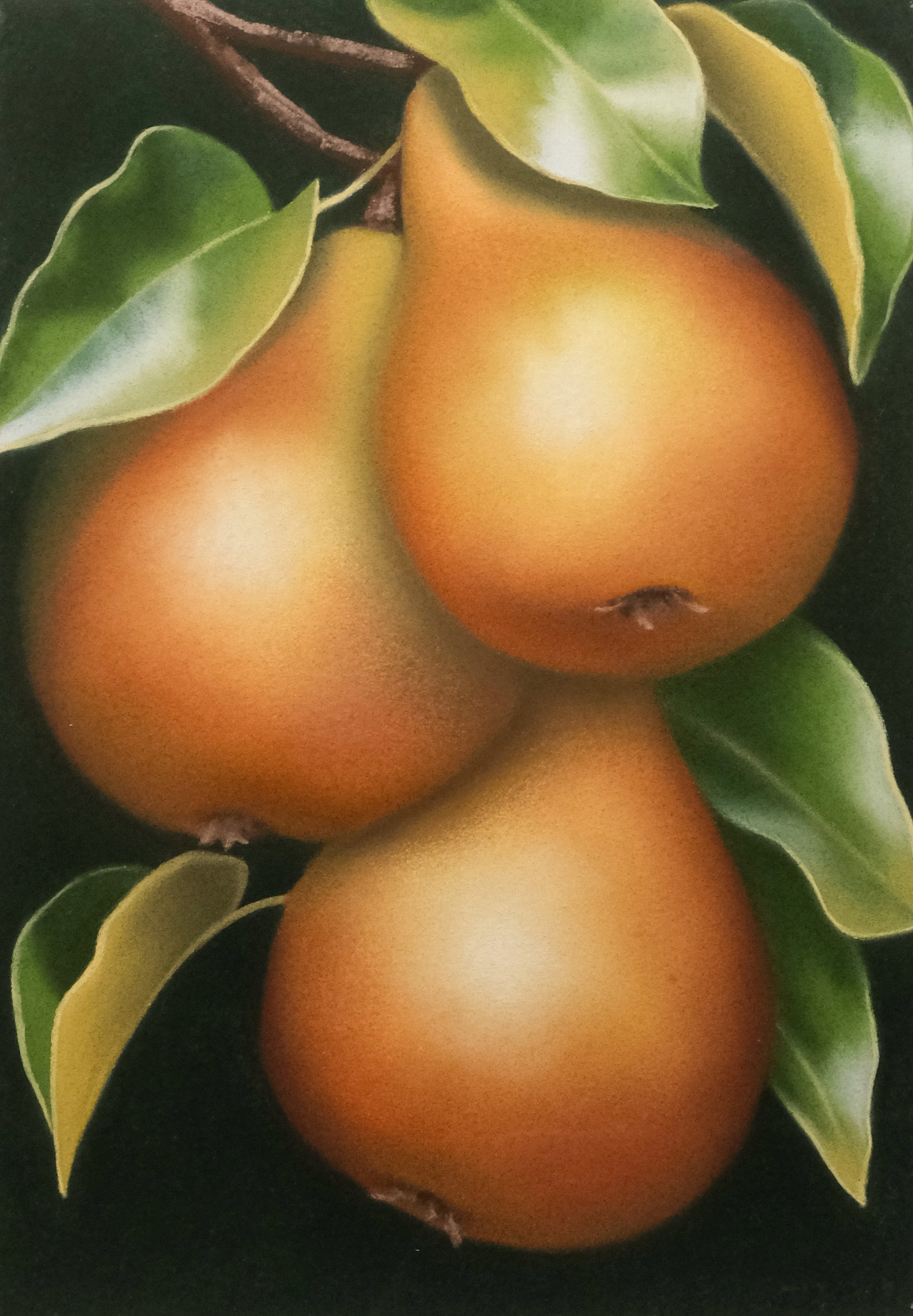 Elizabeth Rickert, Pair of Pears: Elizabeth Rickert (American, born 20th century), 1993, pastel on paper depicting two pears on a black ground, signed and dated l.r., 14" x 10" sheet size, 21 1/4" x 16 3/4" framed.