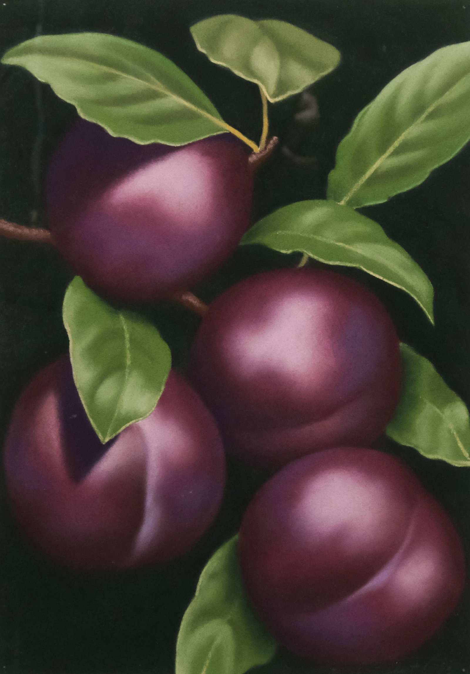 Elizabeth Rickert, Four Plums: Elizabeth Rickert (American, born 20th century), 1993, pastel on paper depicting four plums on a black ground, signed and dated l.r., 14" x 9 3/4" sheet size, 21 1/4" x 17" framed.
