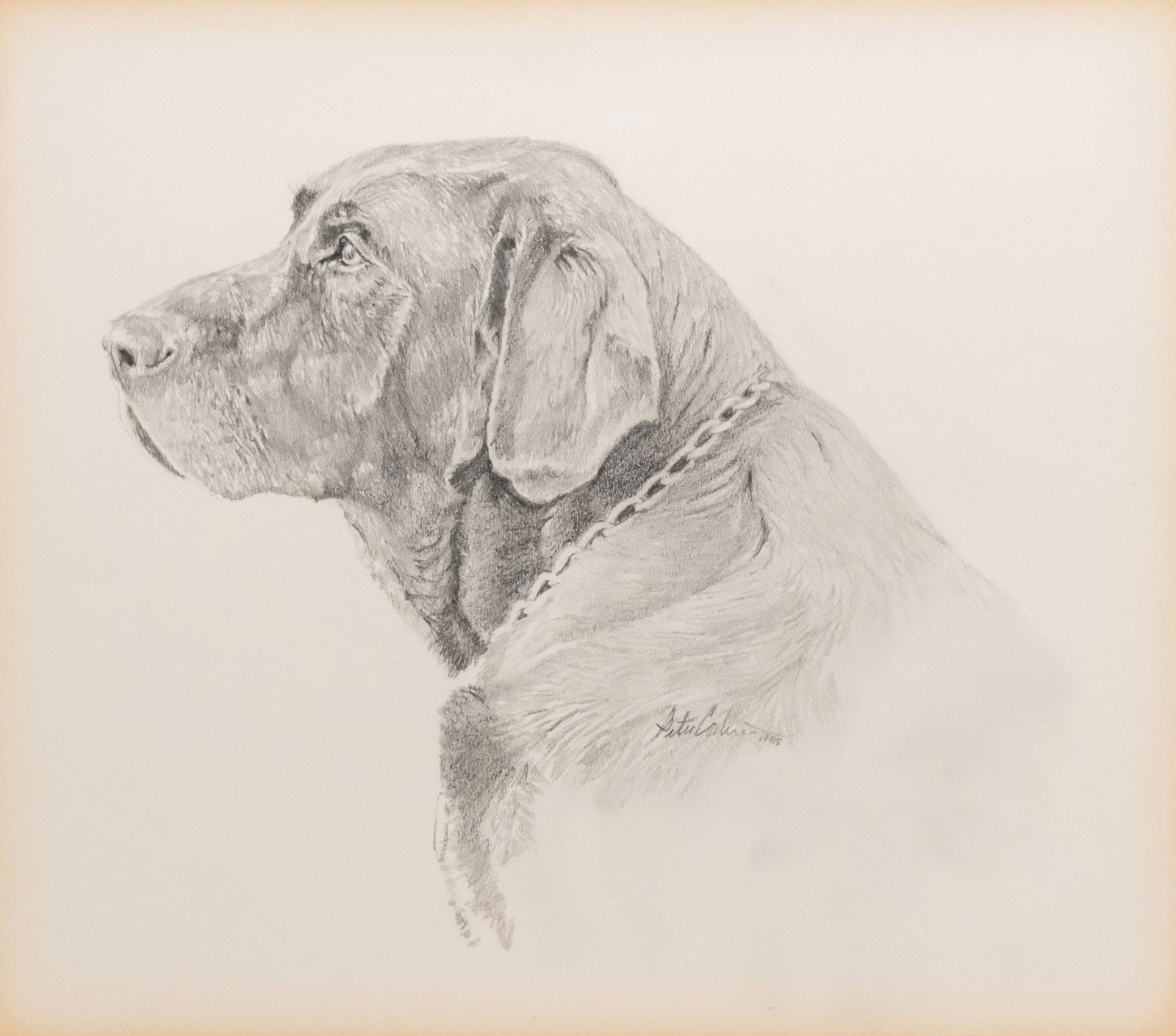 Peter Corbin, Portrait of a Dog Named Charlie (1 of 5)