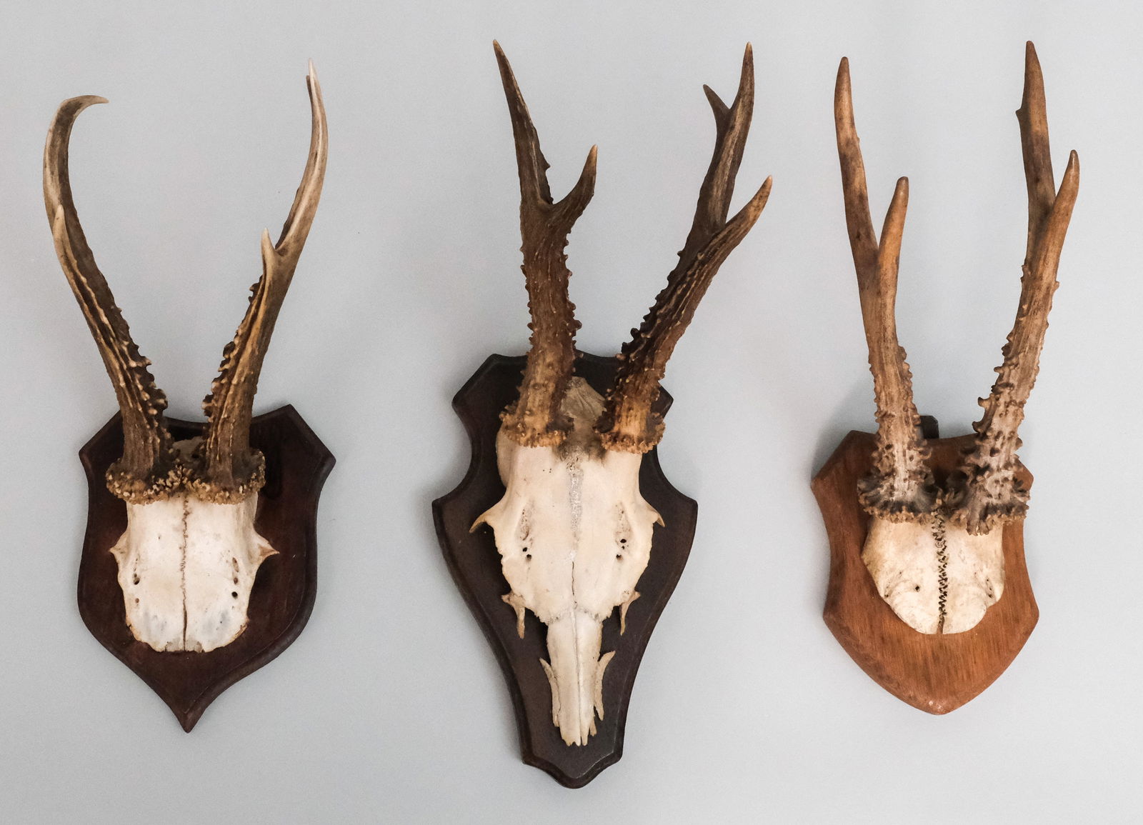 Three Black Forest Style Roebuck Antlers (1 of 8)