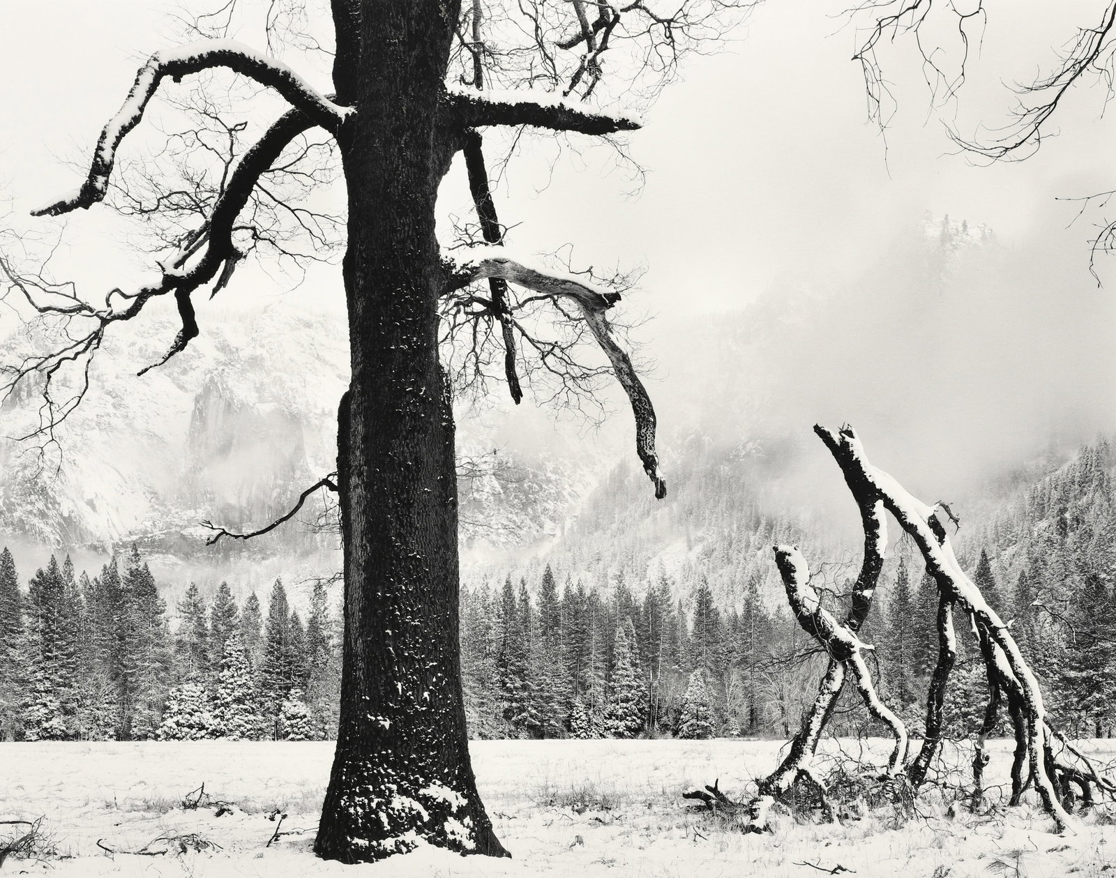 JOHN SEXTON - Black Oak, Fallen Branches, 1984: This print is signed and dated in pencil mount recto, and stamped, titled and dated mount verso "Negative Made: 1984 / Print Made: 2009". Materials & Techniques: Silver Gelatin