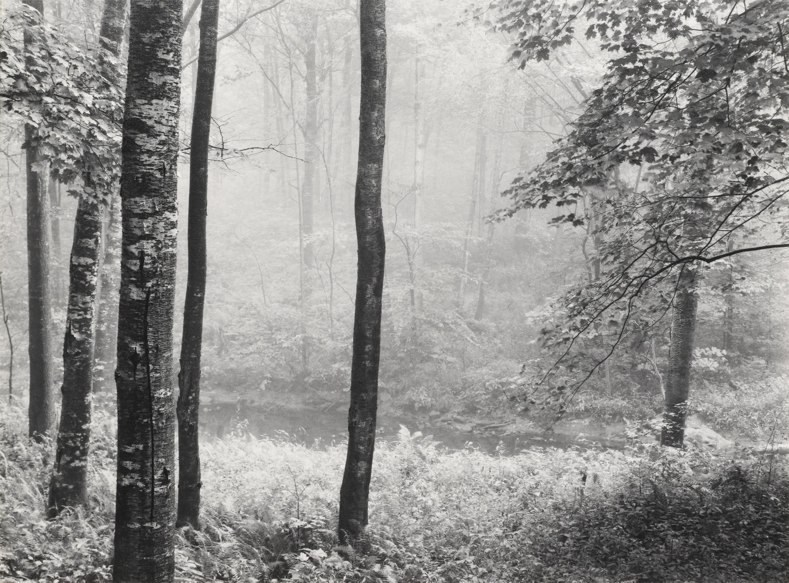PAUL CAPONIGRO - Redding Woods, Connecticut, 1969: This print was produced in 1973 for inclusion in Portfolio II (Edition of 100). Signed in pencil mount recto. Materials & Techniques: Vintage Silver Gelatin