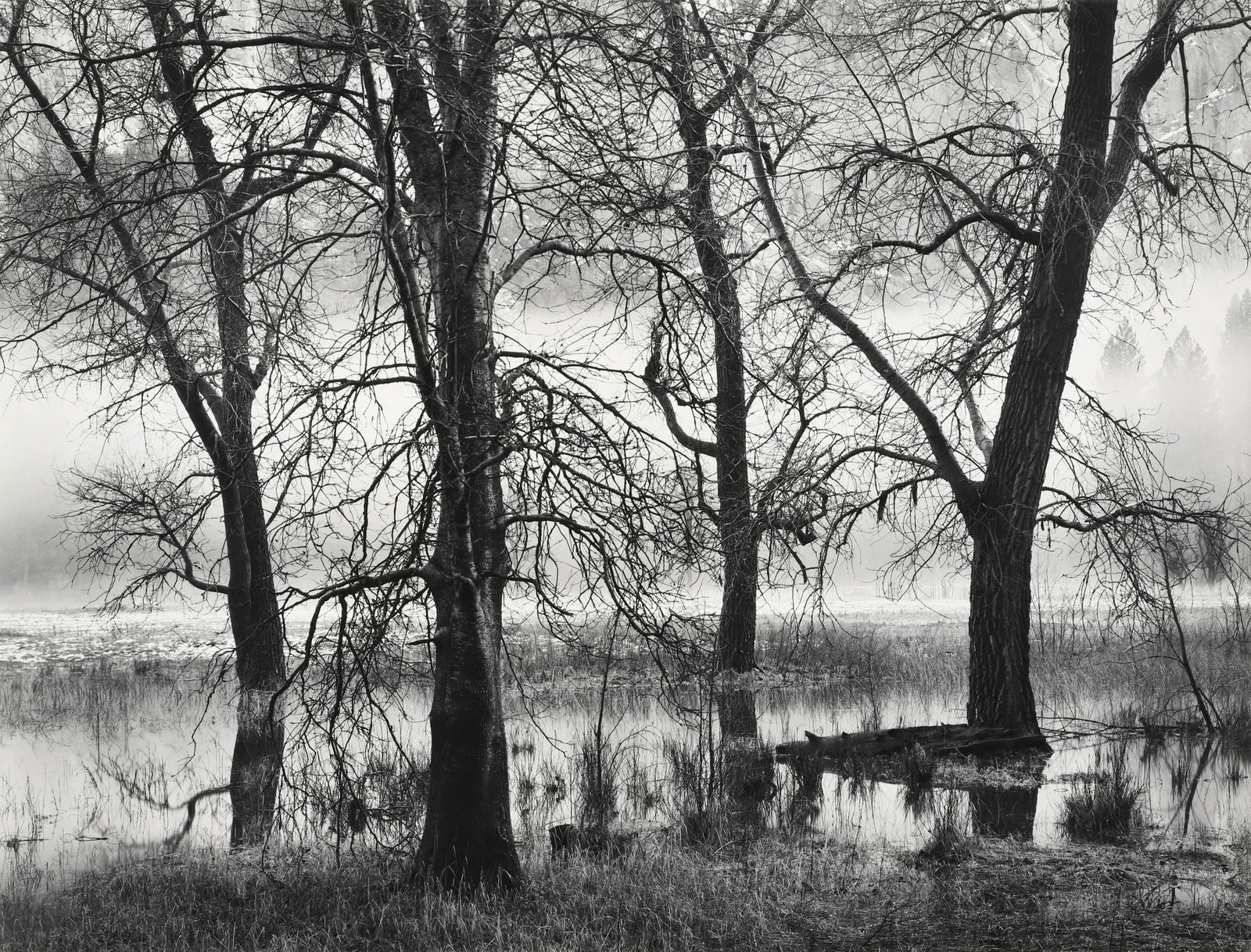 JOHN SEXTON - Trees, Valley Fog, Dusk, Yosemite Valley,: This print bears the artist"s signature and date in pencil mount recto with stamp, title and date in pencil mount verso. Negative date 1980 and print date 1991 mount verso. Materials & Techniques: Sil