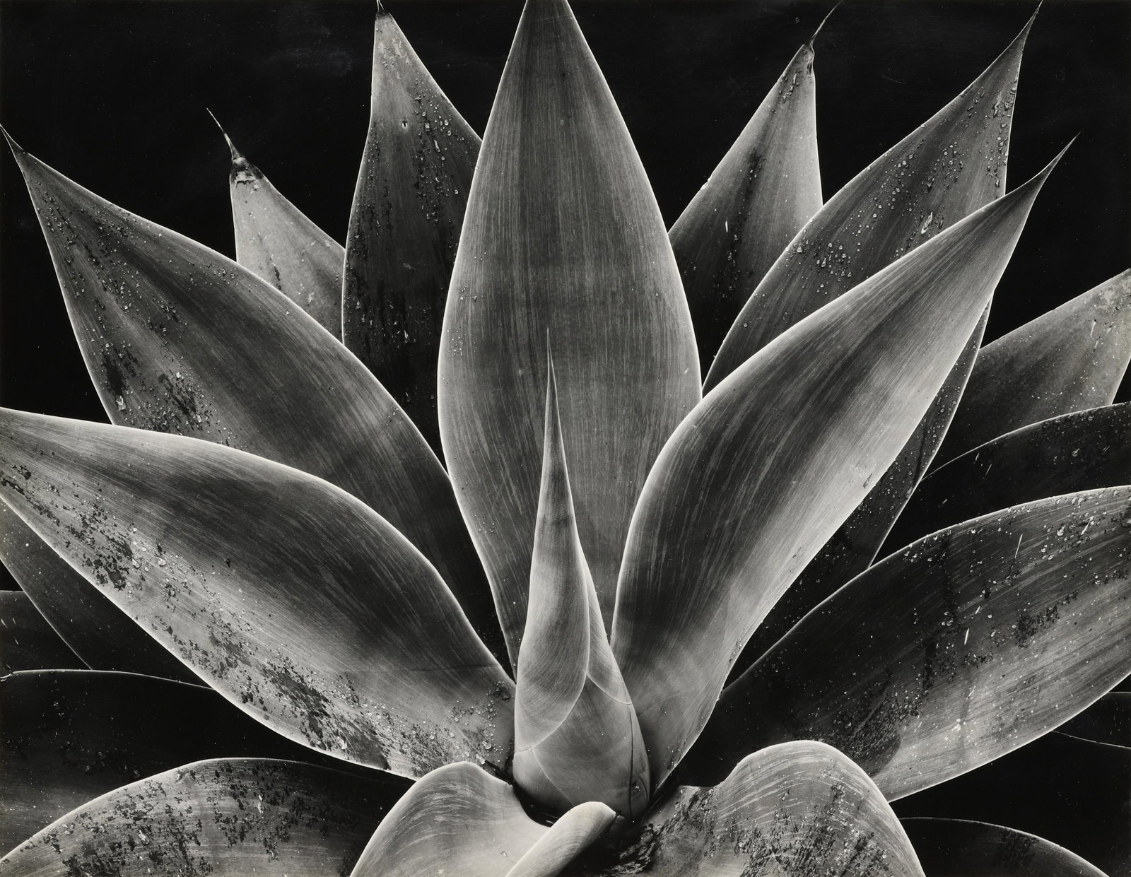 BRETT WESTON - Century Plant, California, 1977: This vintage contact print is signed and dated in pencil mount recto. Made with an 11x14 camera, the detail of this print is remarkable and the tones glowing. Materials & Techniques: Vintage Silver Ge